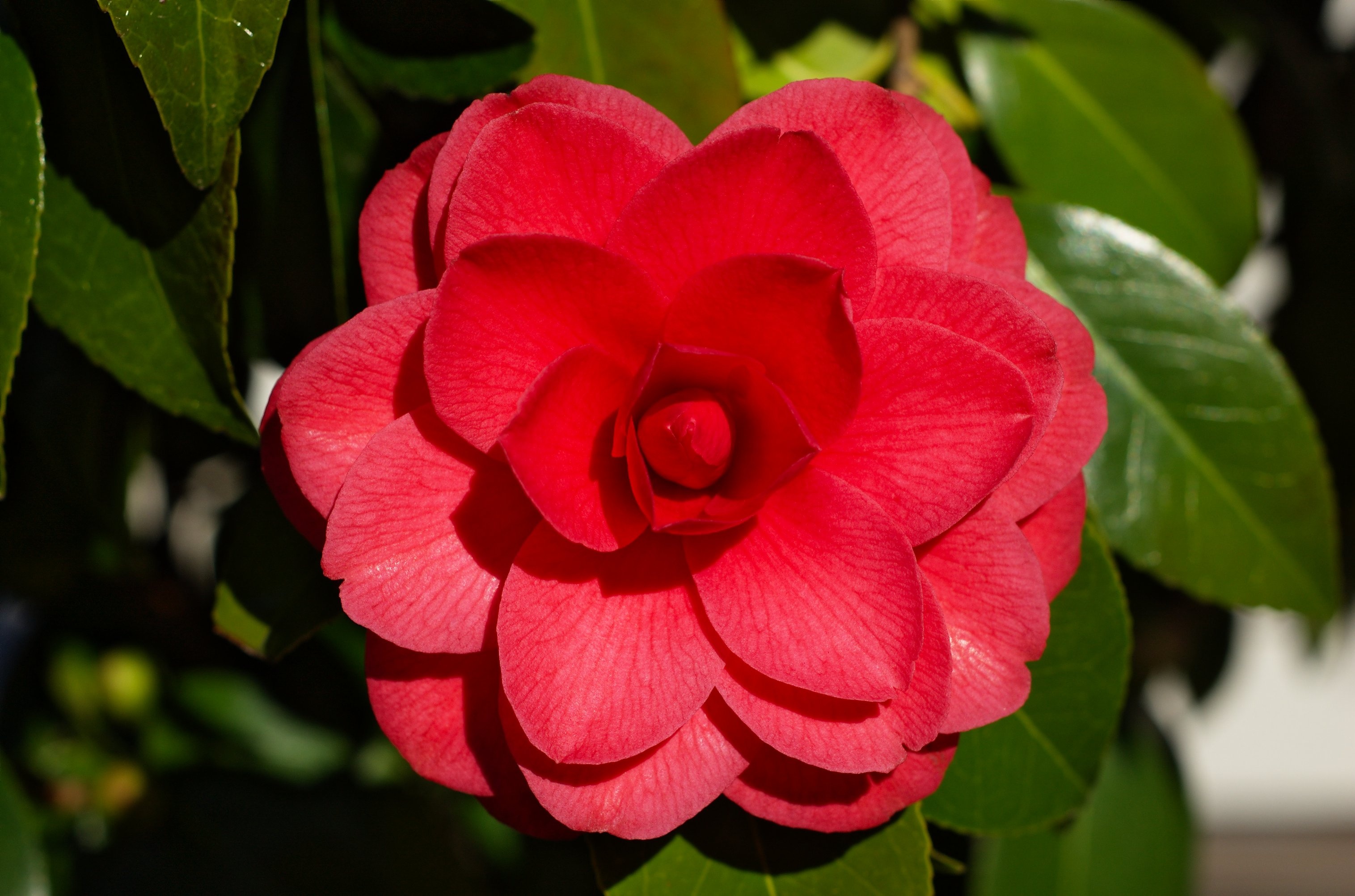 Close-up, Camellia Wallpaper, 3040x2010 HD Desktop