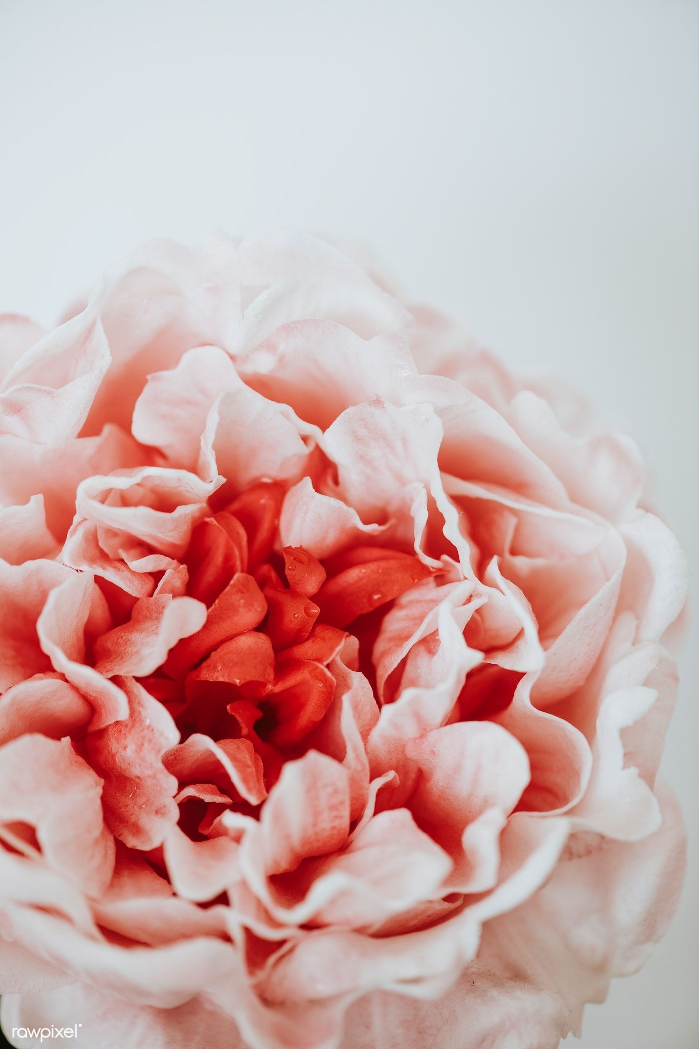 Coral pink peony bloom, Scarlet inner petals, White studio backdrop, HD Phone wallpaper