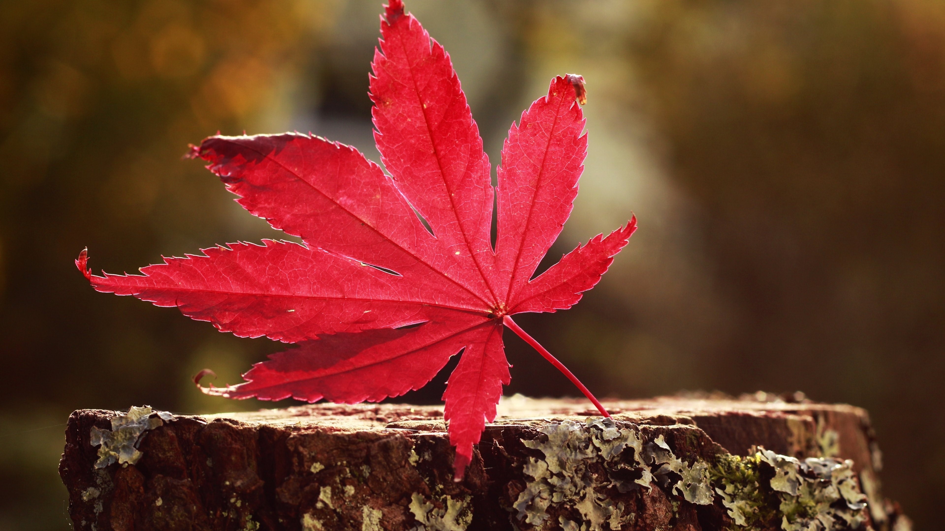 red Japanese maple leaf, lichen covered tree stump, autumn bokeh, 4K Desktop wallpaper