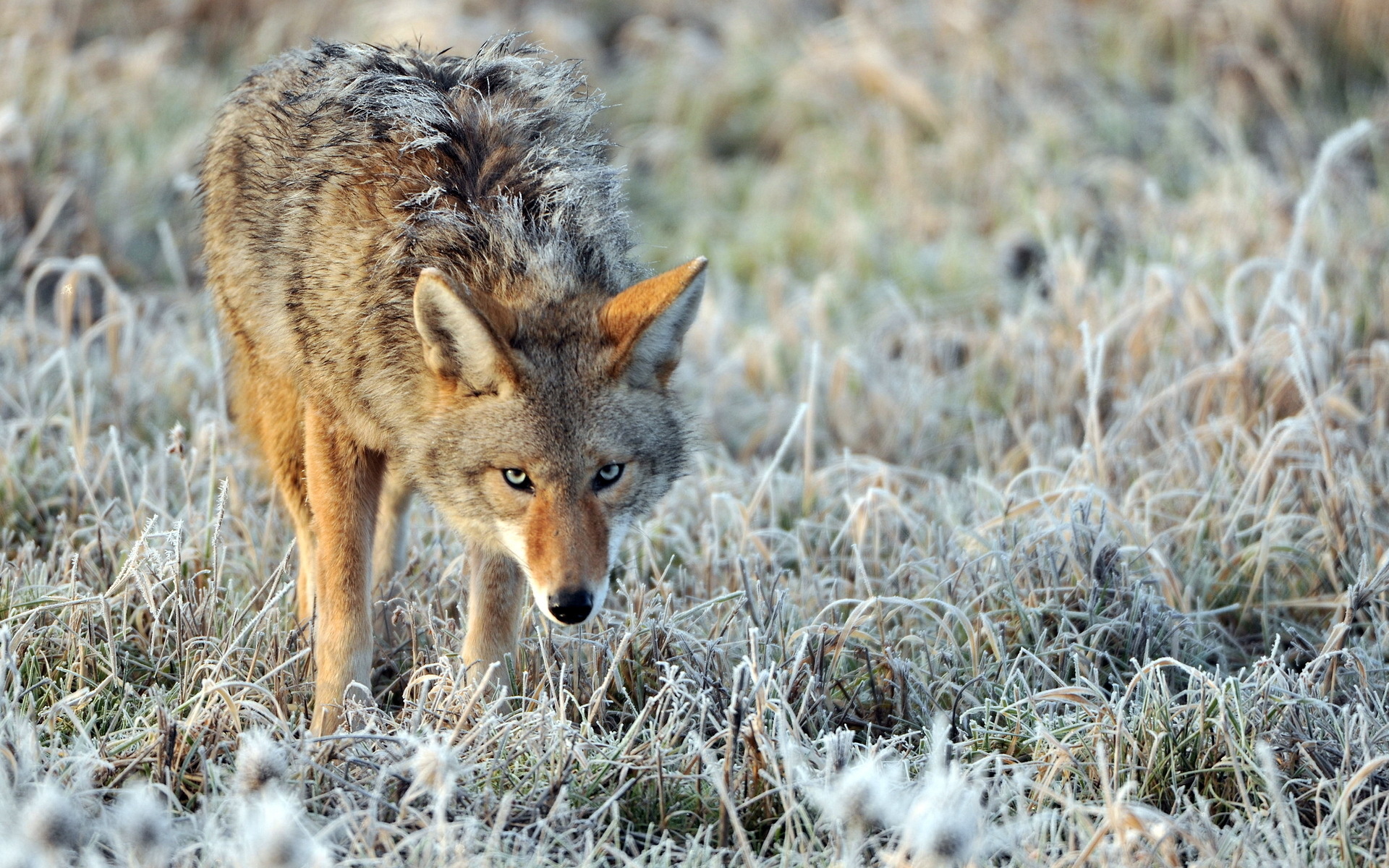 Coyote wallpapers, Captivating images, 1920x1200 HD Desktop