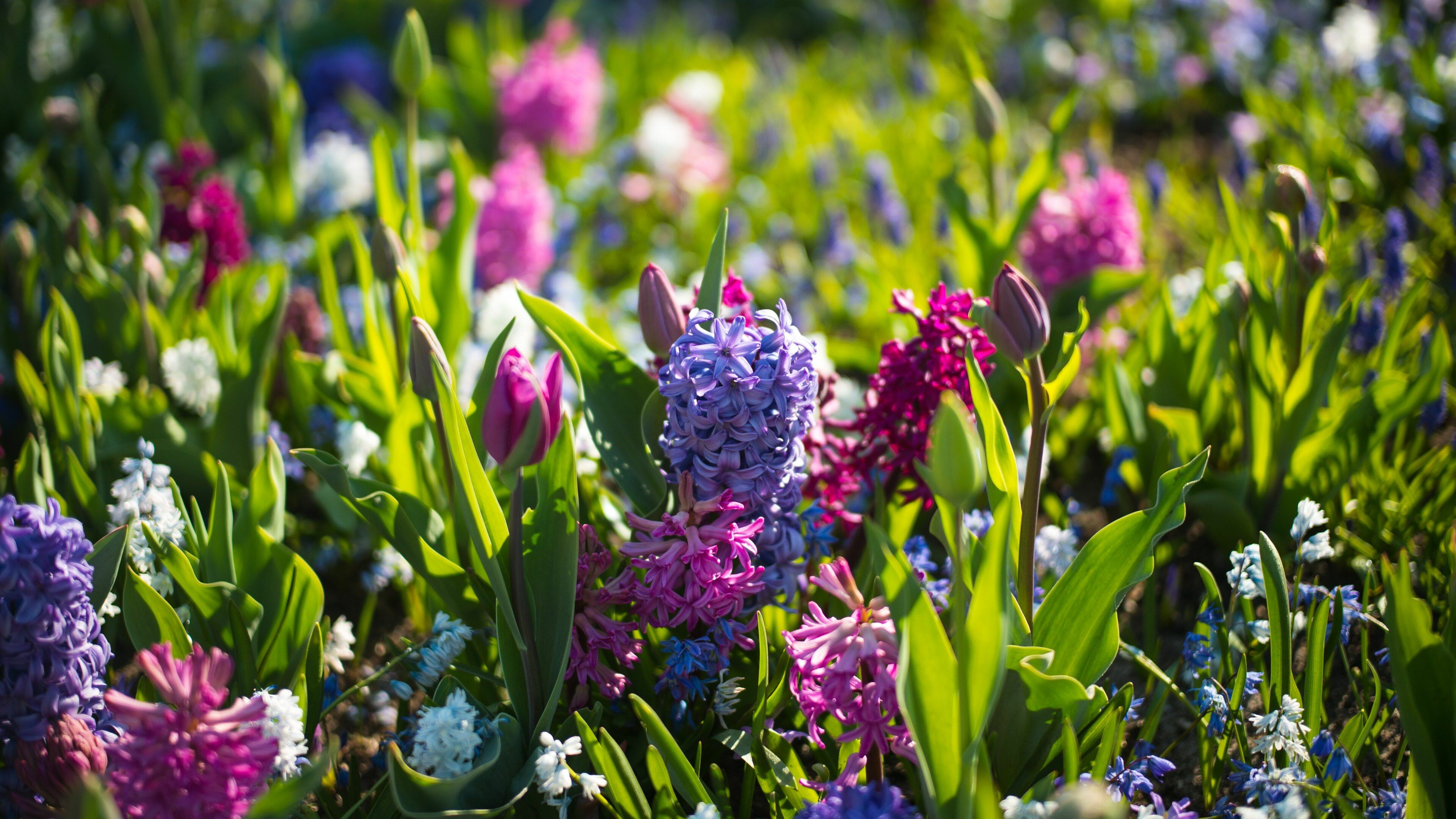 Hyacinth, Spring Wallpaper, 3840x2160 4K Desktop