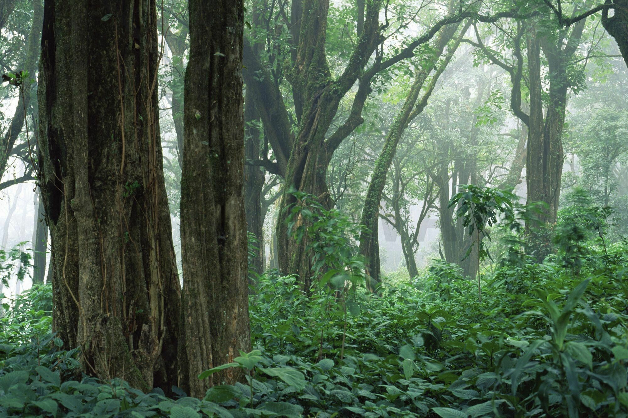 Tropical rainforest beauty, 1920x1200 paradise, Jungle wonders, Forest mural magic, 2000x1340 HD Desktop