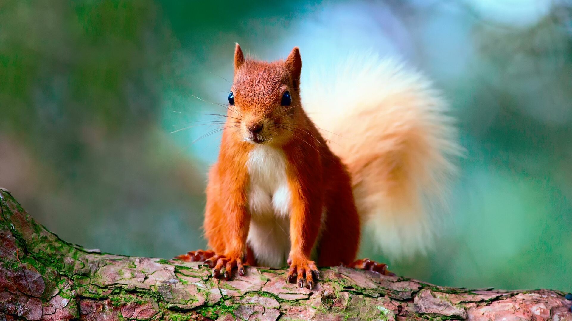 Squirrel wallpapers, Cute and playful, Adorable creatures, Home, 1920x1080 Full HD Desktop