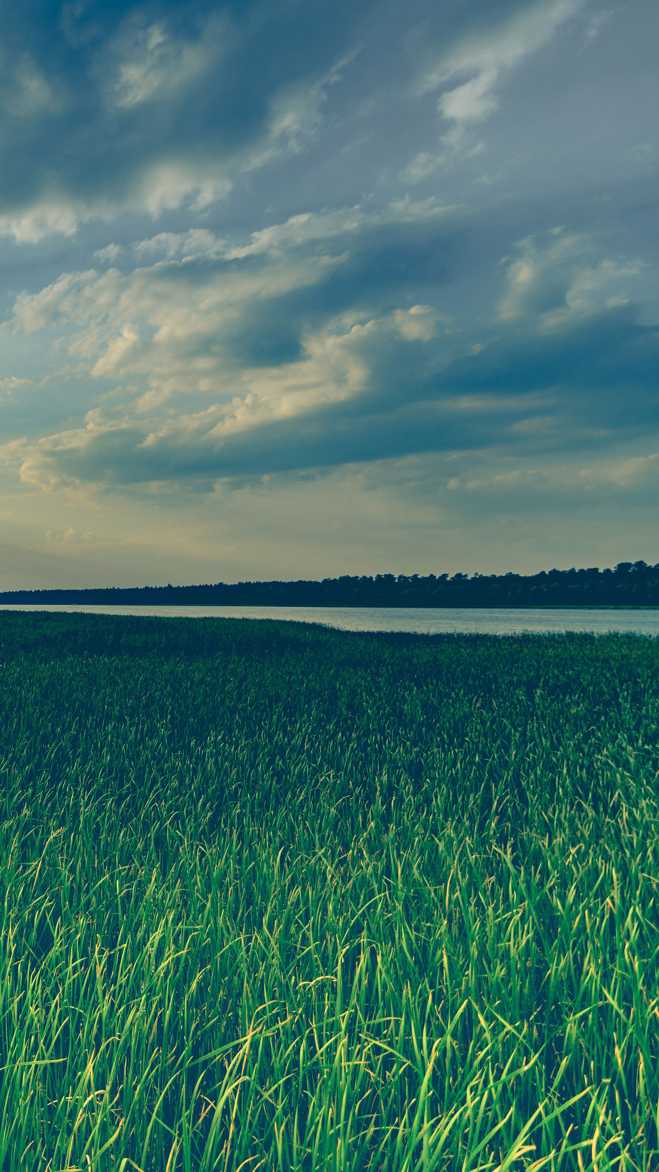 Green grass field, Sky reflection, Gentle wind, Captivating colors, 2160x3840 4K Phone