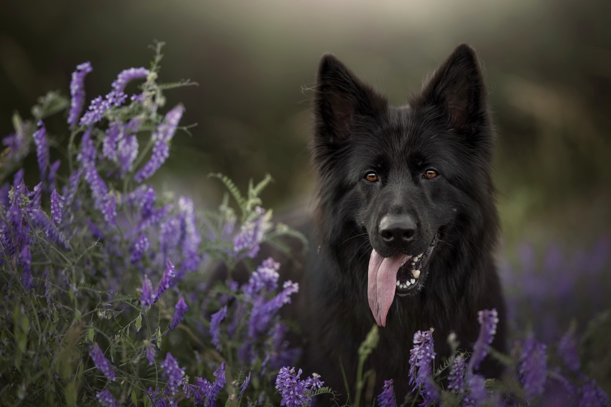 Belgian Shepherd, Dog lovers, HD wallpapers, Belgian Tervuren, 2050x1370 HD Desktop