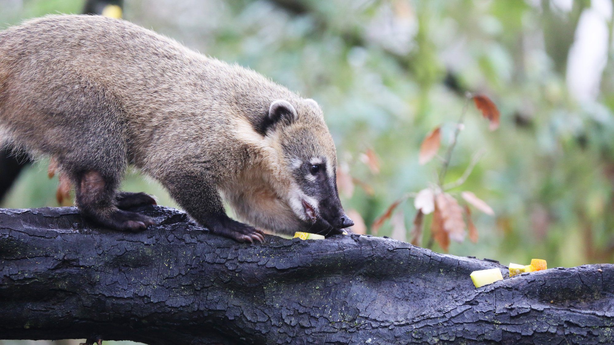 Coati, HD desktop background, 2000x1130 HD Desktop