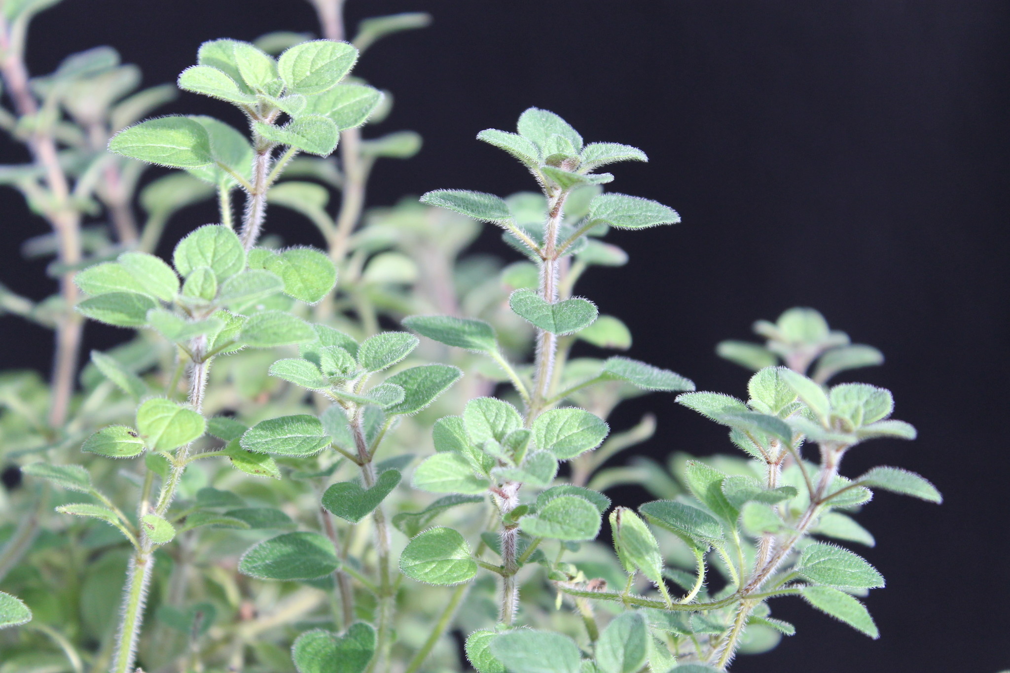 Peppery oregano, Friderich nursery, Plant cultivation, Pflanzenmanufaktur, 2050x1370 HD Desktop