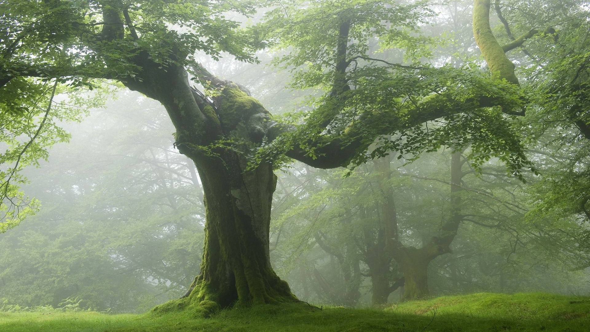 Green Forest, Old tree, Nature wallpaper, 1920x1080 Full HD Desktop