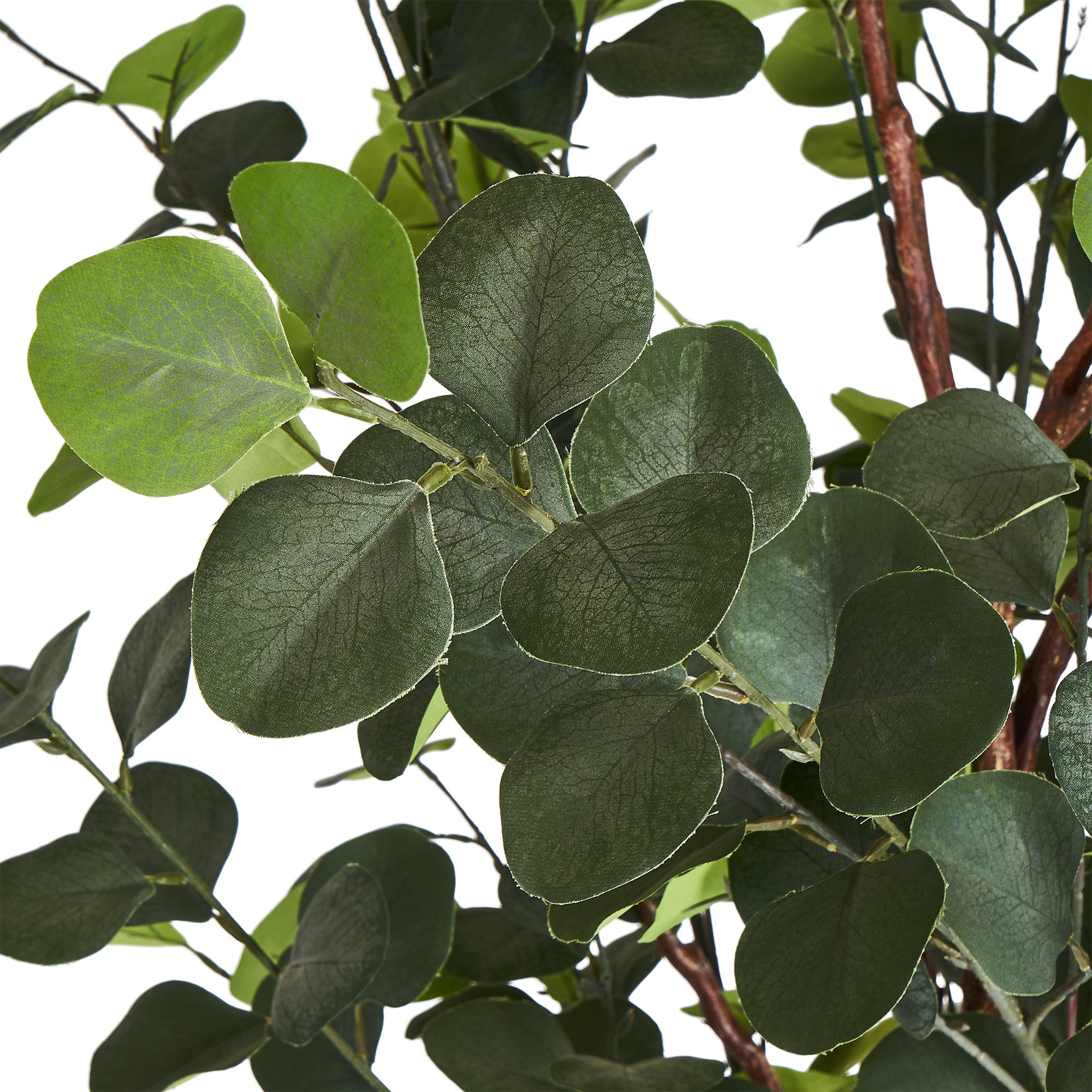 Evergreen eucalyptus tree, Purchase, 180 cm, 2000x2000 HD Phone
