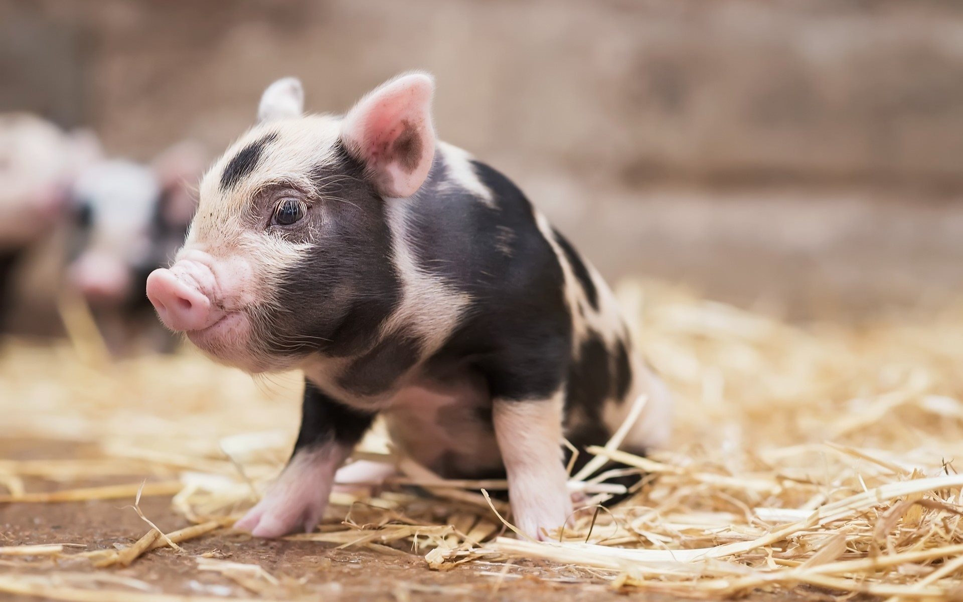 Cute animals, Pink pig, Farm wallpapers, High-quality pictures, 1920x1200 HD Desktop