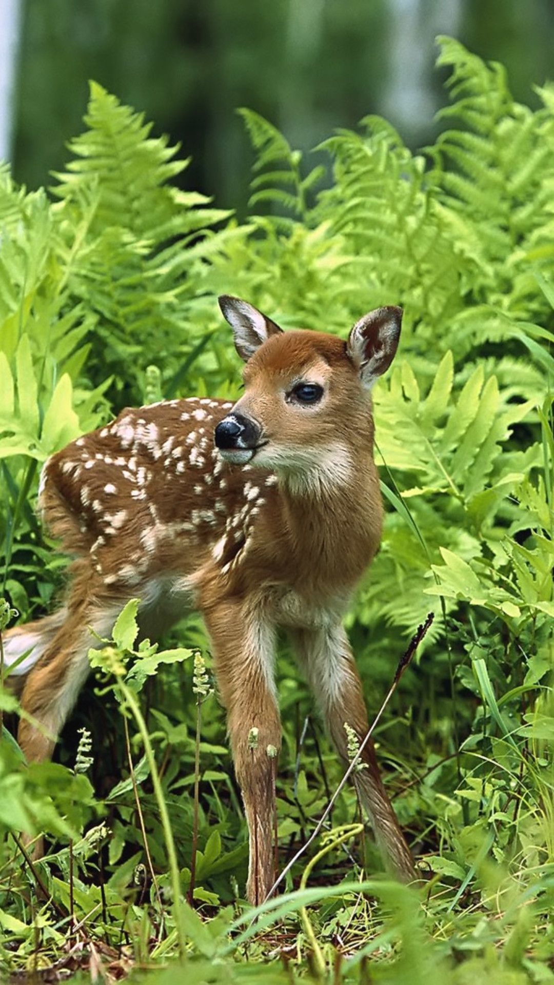 White-tailed deer, Baby Animal Wallpaper, 1080x1920 Full HD Phone