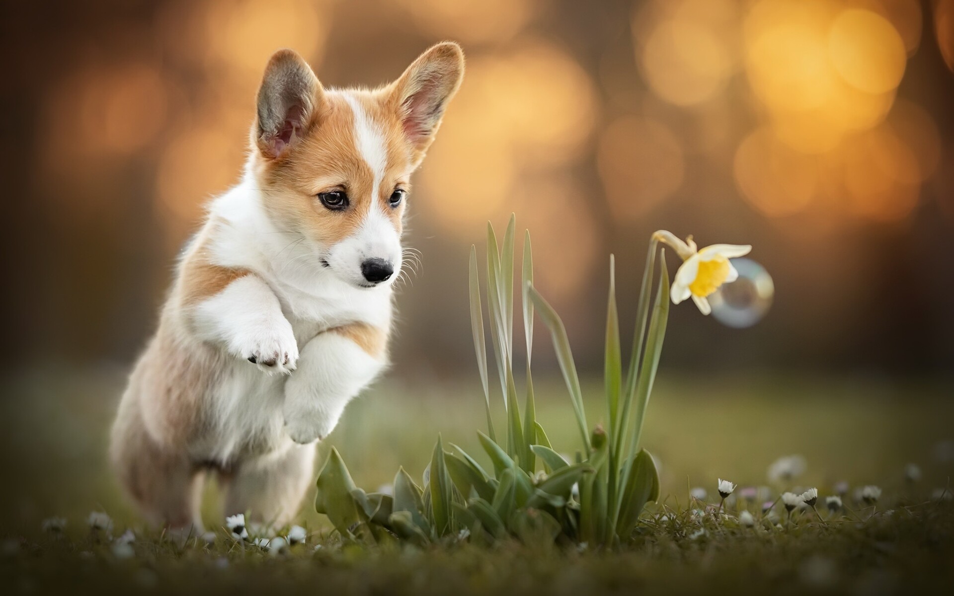 Daffodil, Corgis Wallpaper, 1920x1200 HD Desktop