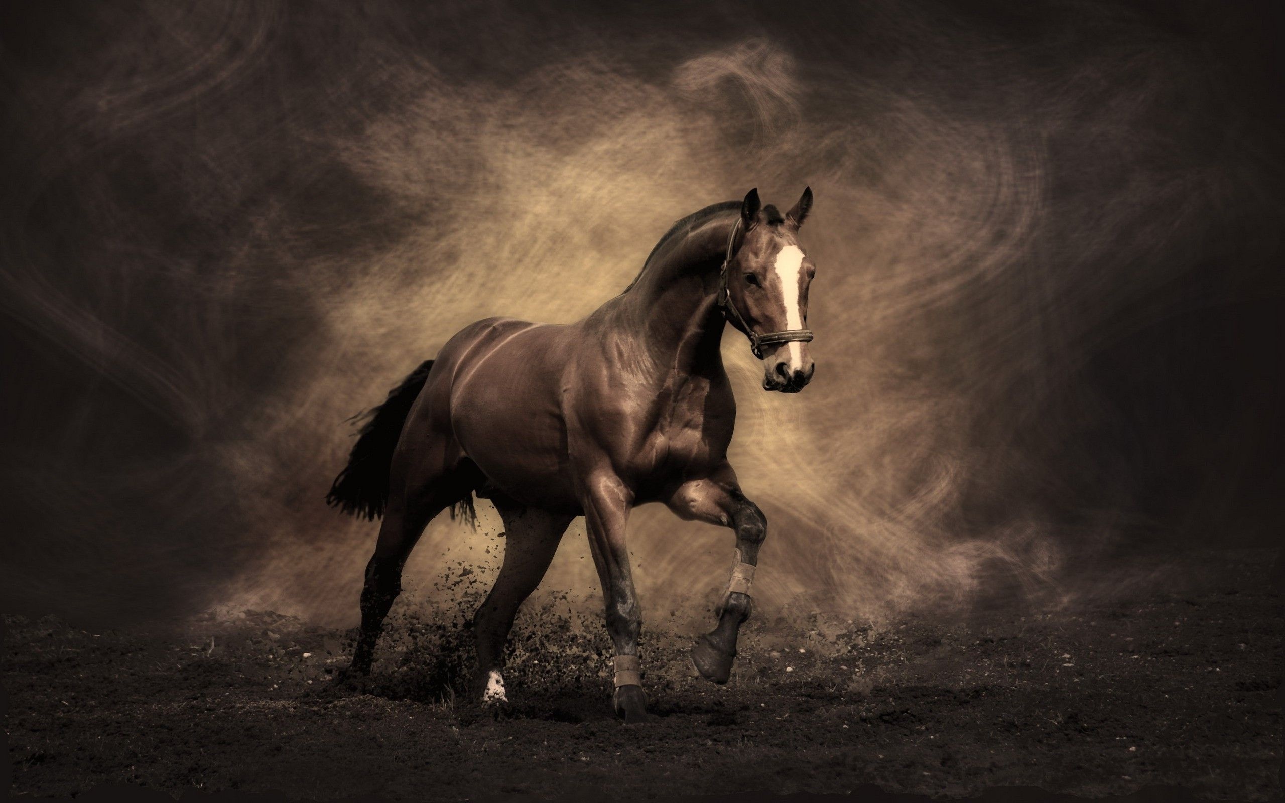 Horse wallpapers, Majestic creatures, Equestrian beauty, Nature's wonders, 2560x1600 HD Desktop