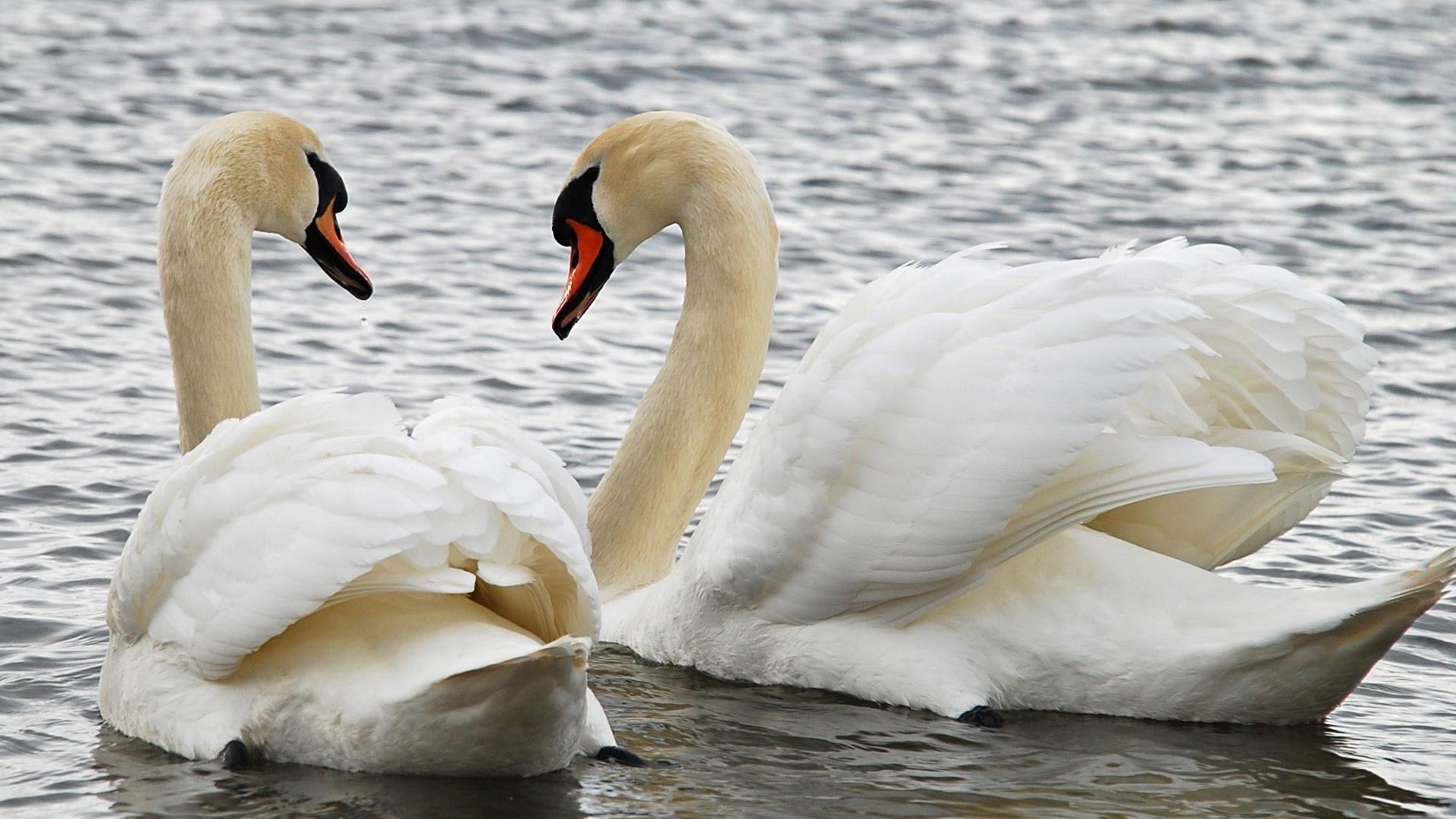 Swan, Animals, Beautiful swans, Wallpaper, 1920x1080 Full HD Desktop