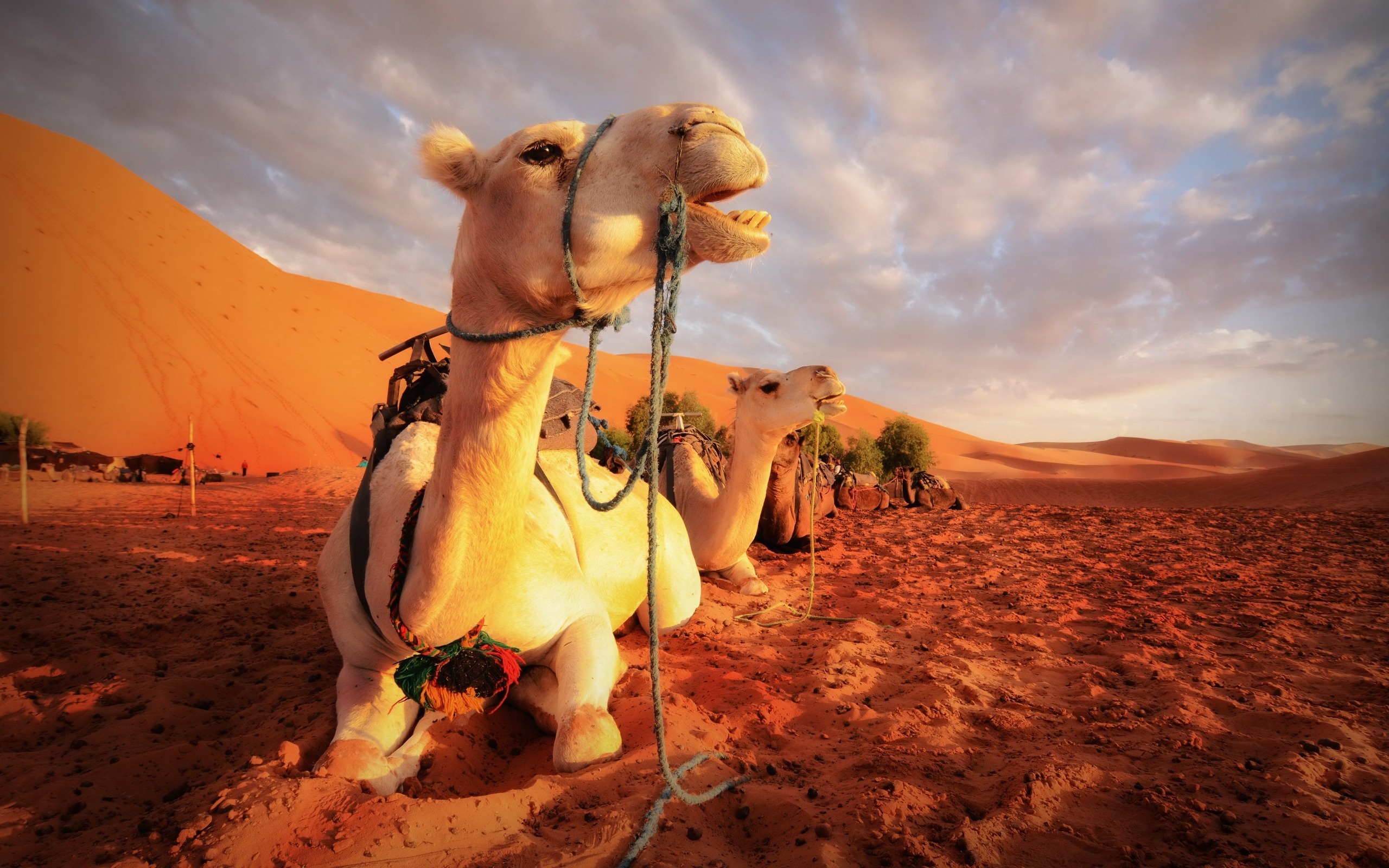 Sahara Desert, Camels Wallpaper, 2560x1600 HD Desktop