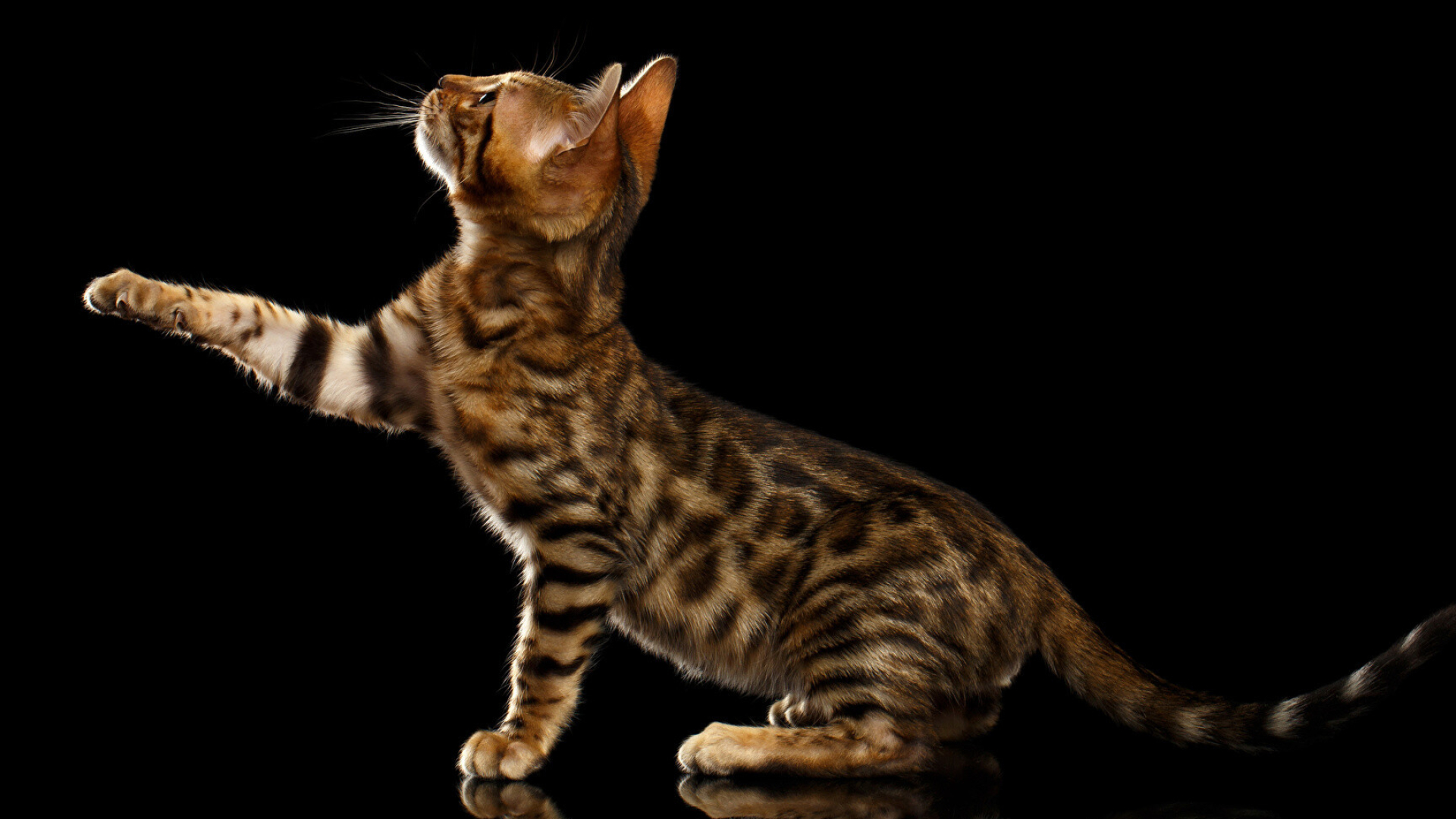 Bengal cat, Pudgy cuteness, Black background, Majestic charm, 1920x1080 Full HD Desktop