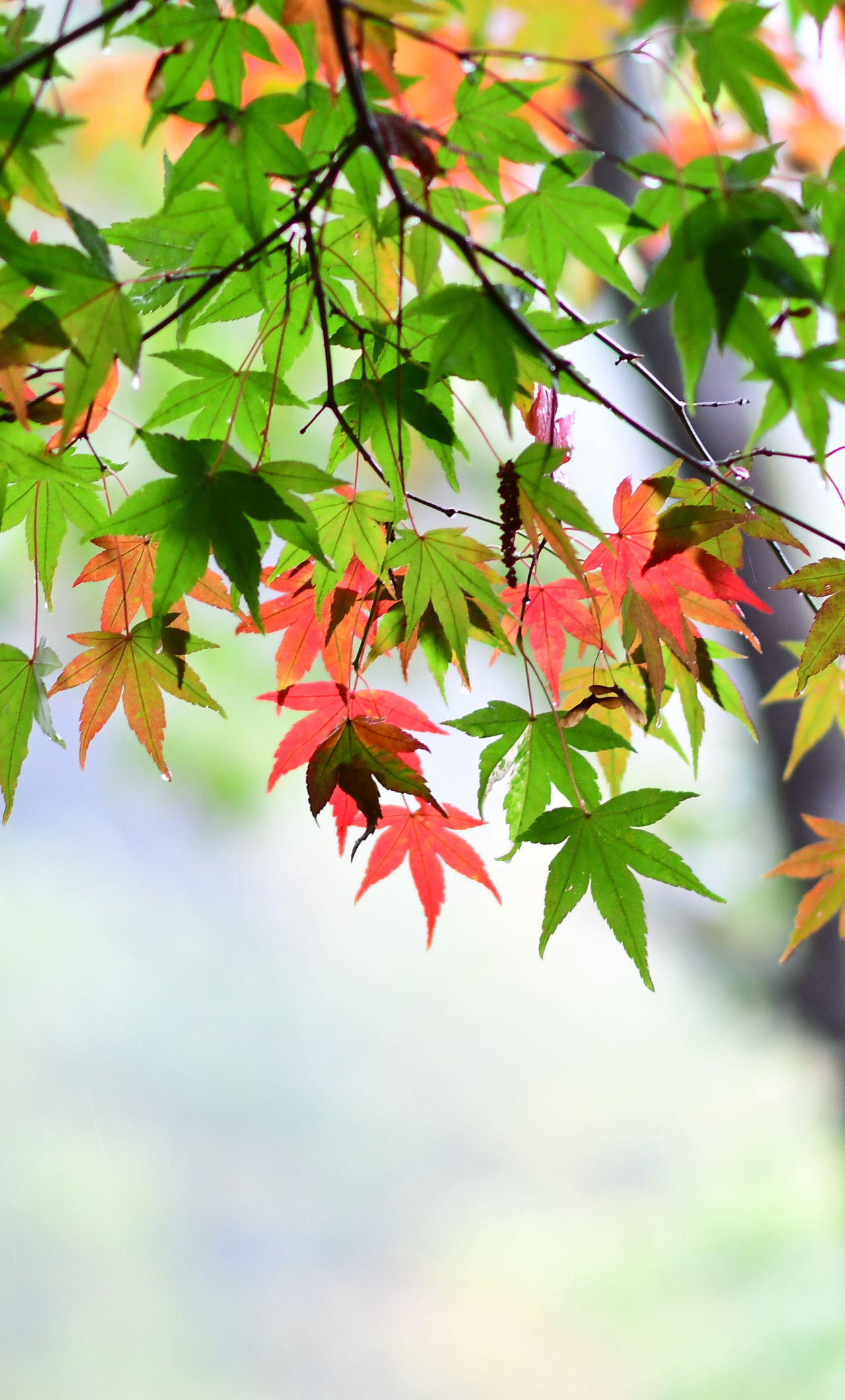 Maple leaf, Spring vibes, Delicate beauty, Fresh blossoms, 1280x2120 HD Phone