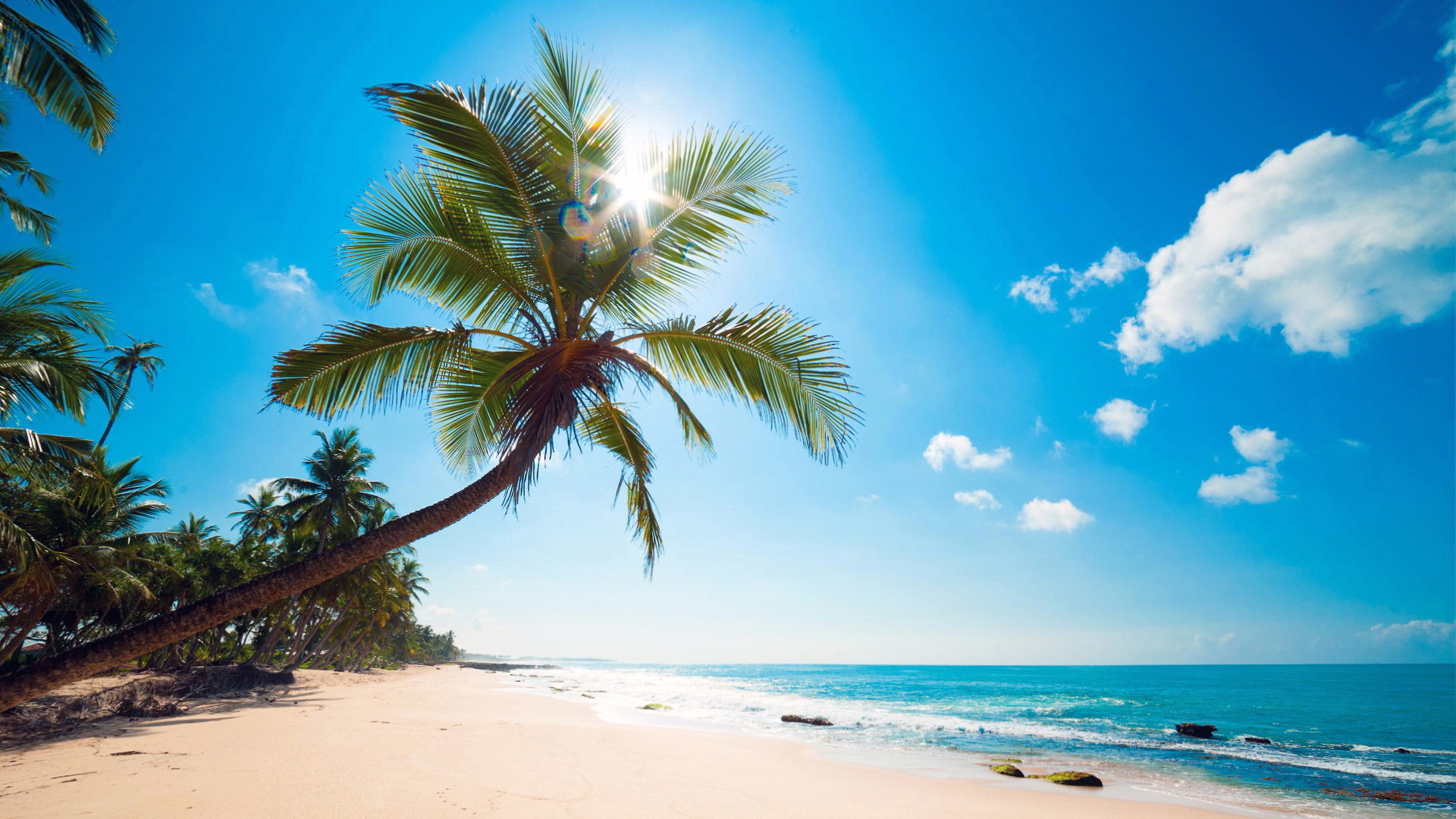 leaning coconut palm tree, turquoise ocean waves, sunny tropical sand beach, Full HD Desktop wallpaper