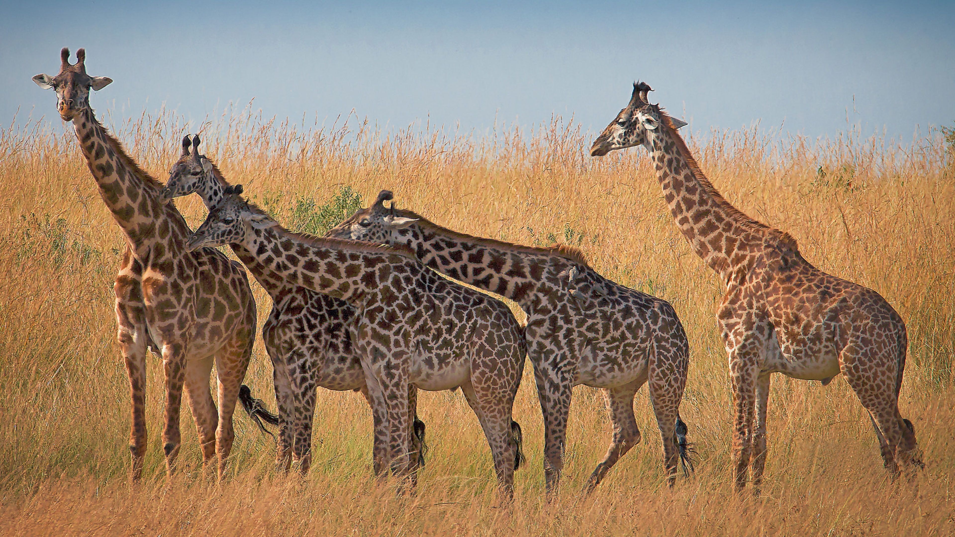 African giraffe magnificence, Savanna splendor, 4k ultra HD beauty, Nature's grandeur, 3840x2160 4K Desktop