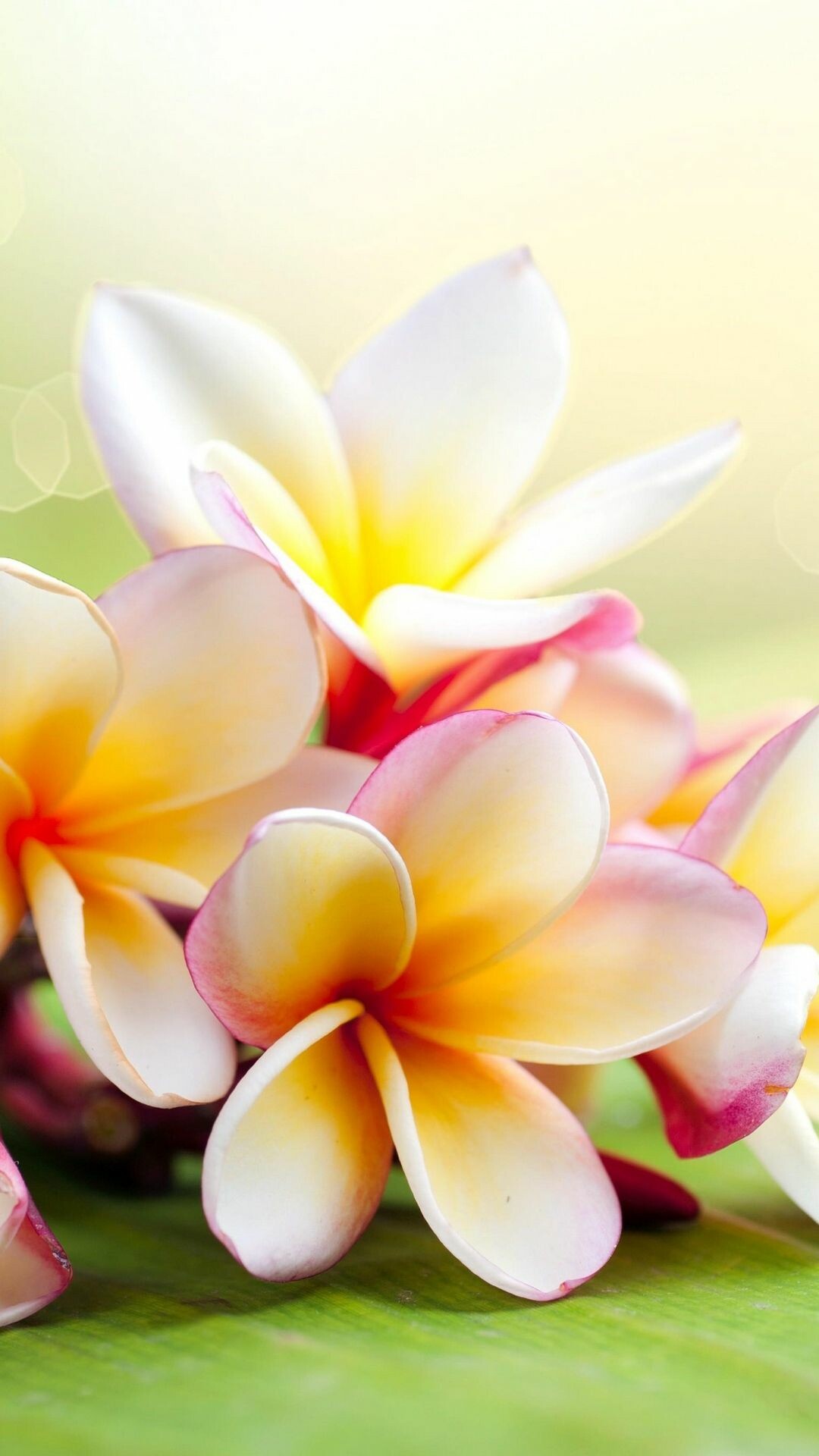 Plumeria flower wallpaper, Branch of delicate blooms, Floral delight, Nature's charm, 1080x1920 Full HD Phone