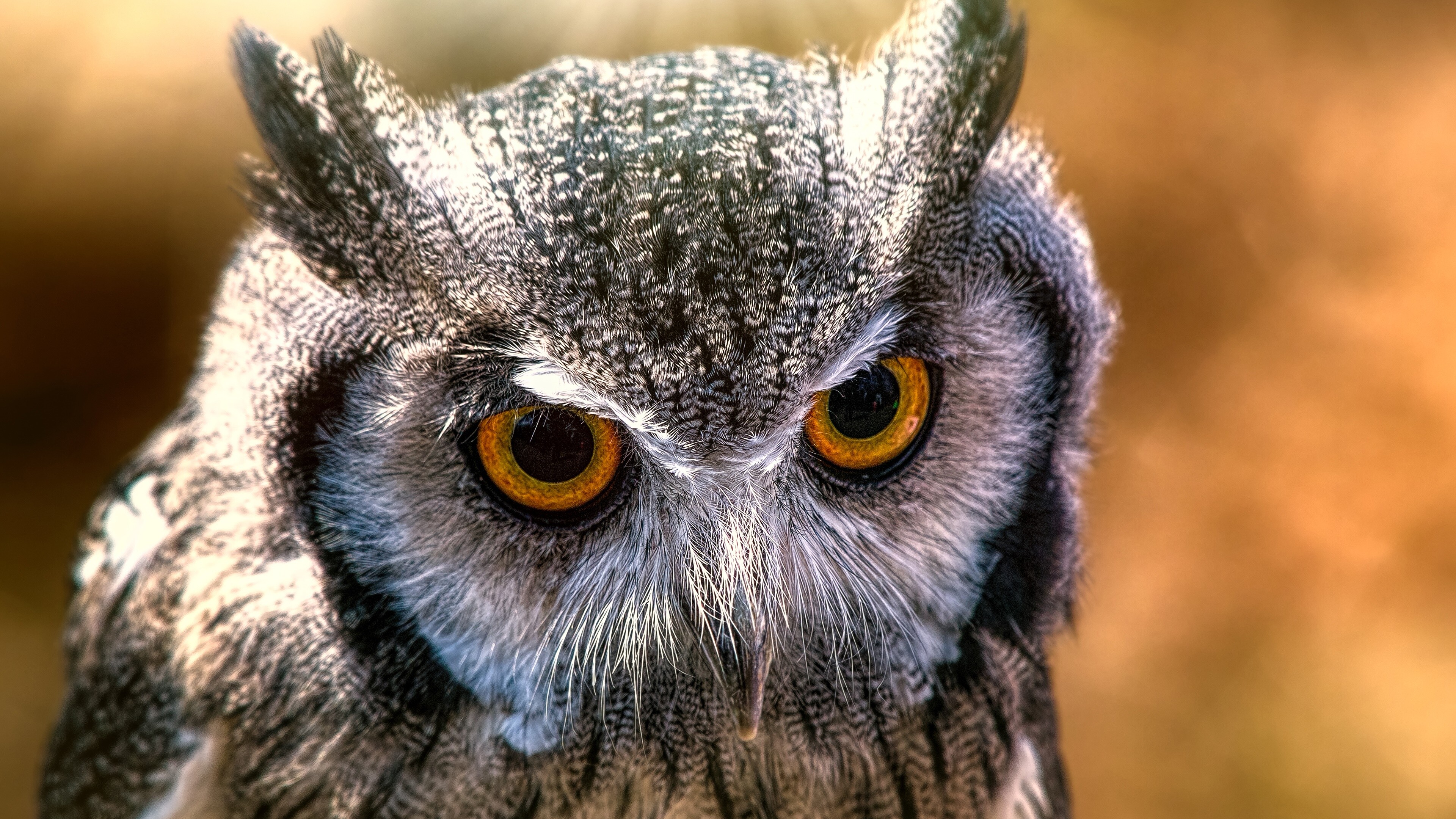 Owl in ultra HD, Captivating wallpaper, Wildlife in focus, High definition image, 3840x2160 4K Desktop