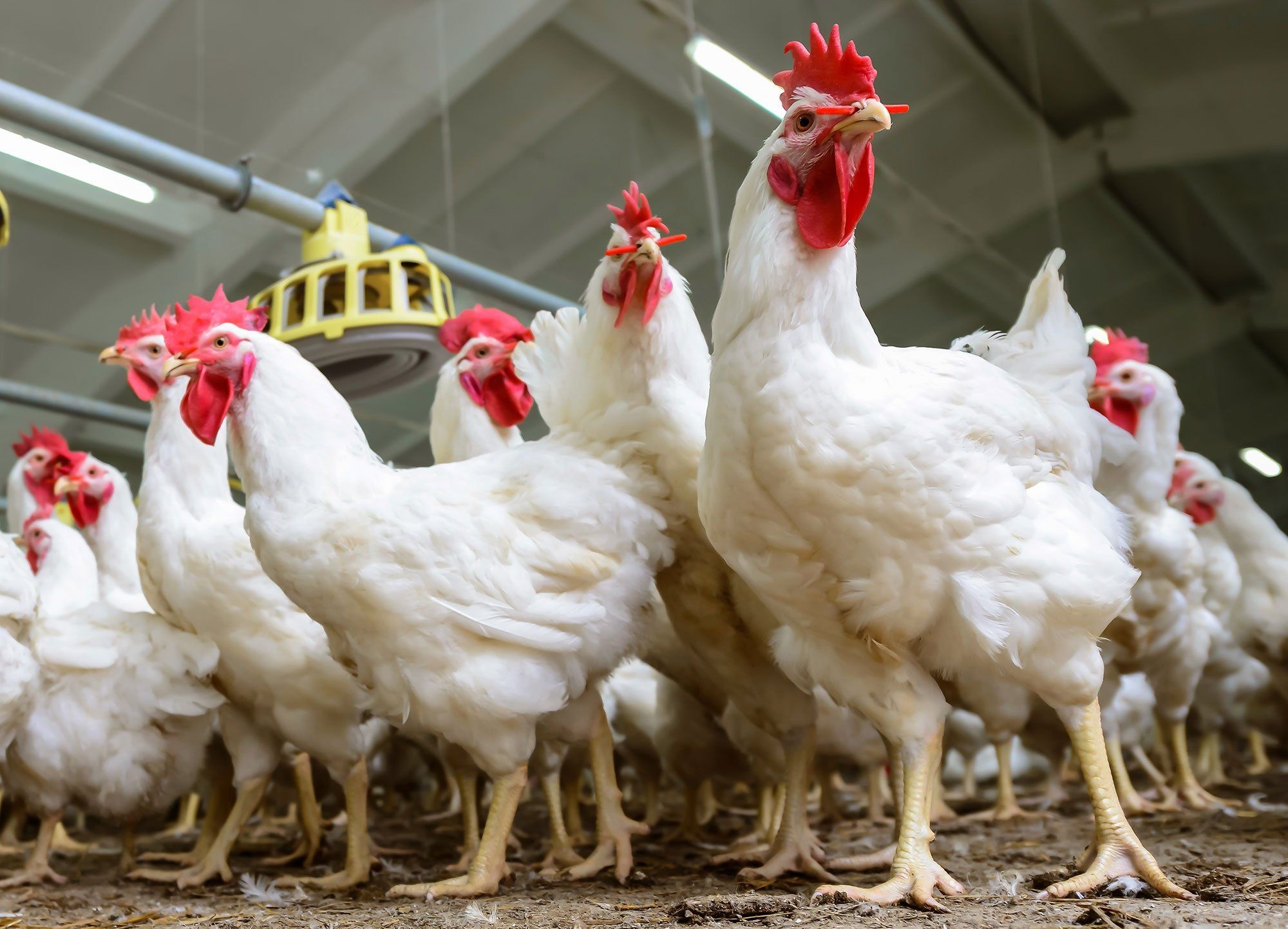 Hen (Animals), Poultry farm, Perdue farms, Broiler chicken, 2000x1450 HD Desktop