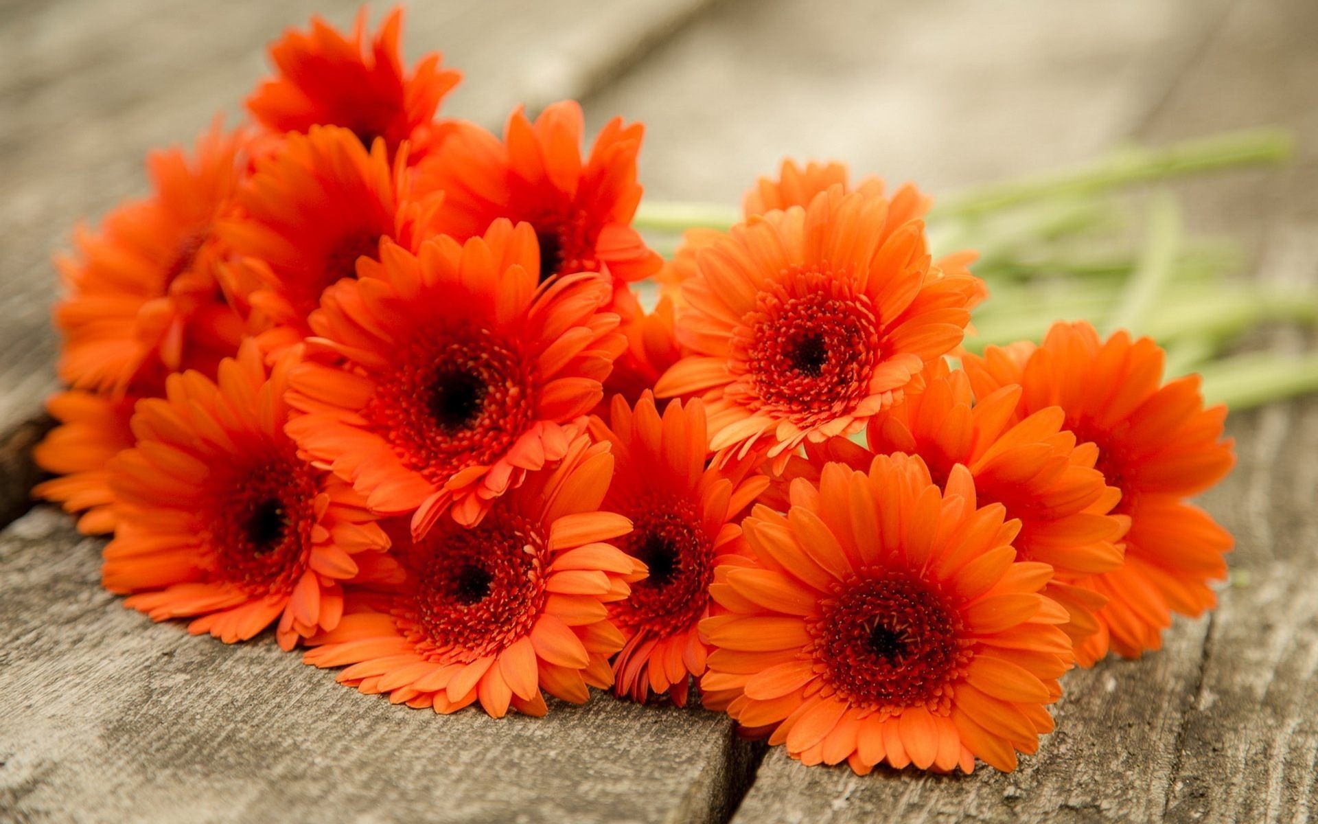 Bouquet, Gerbera Daisies Wallpaper, 1920x1200 HD Desktop