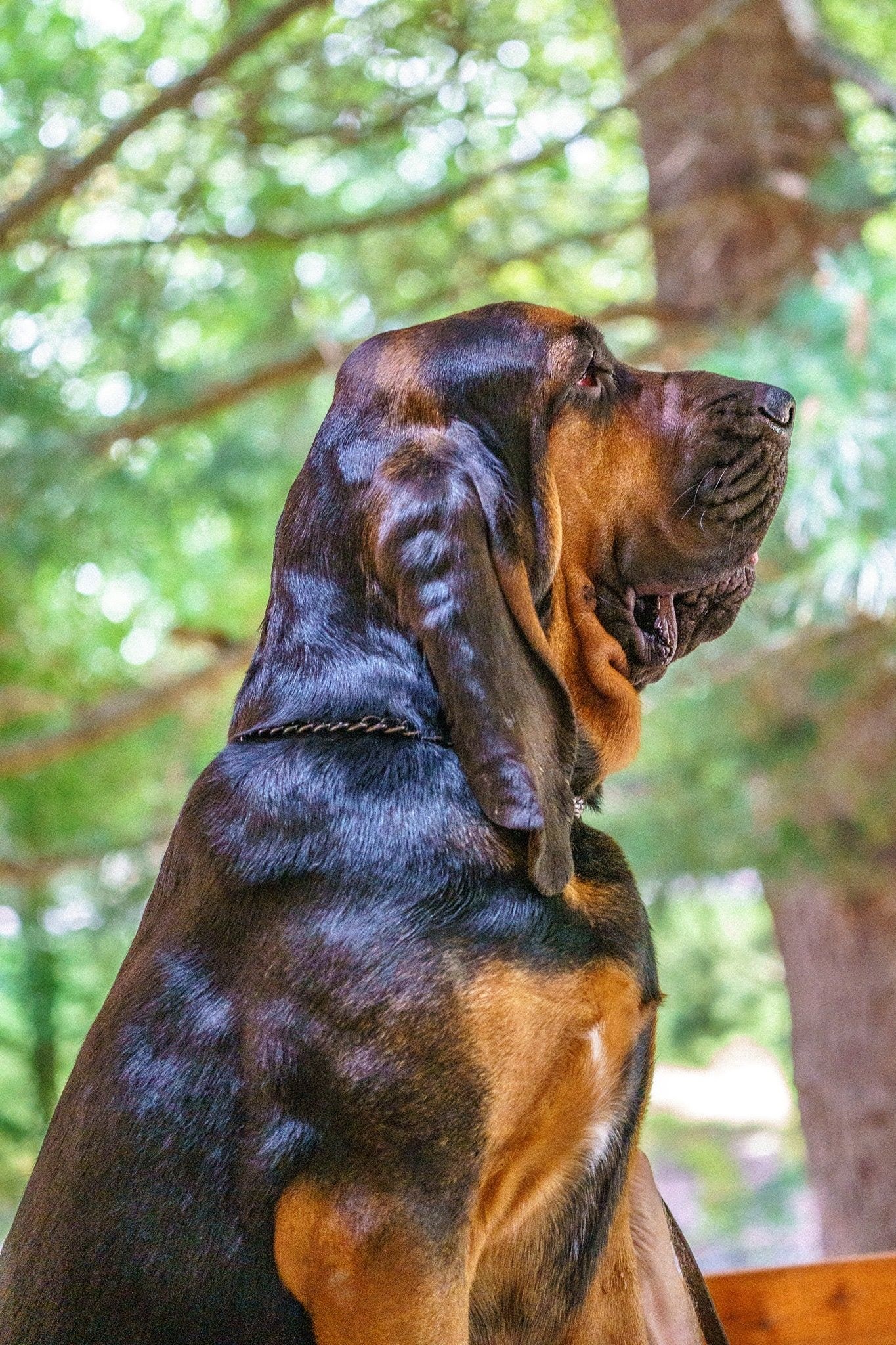 Bloodhound, Sweet temperament, Dog breed ideas, Hound puppies, 1370x2050 HD Phone