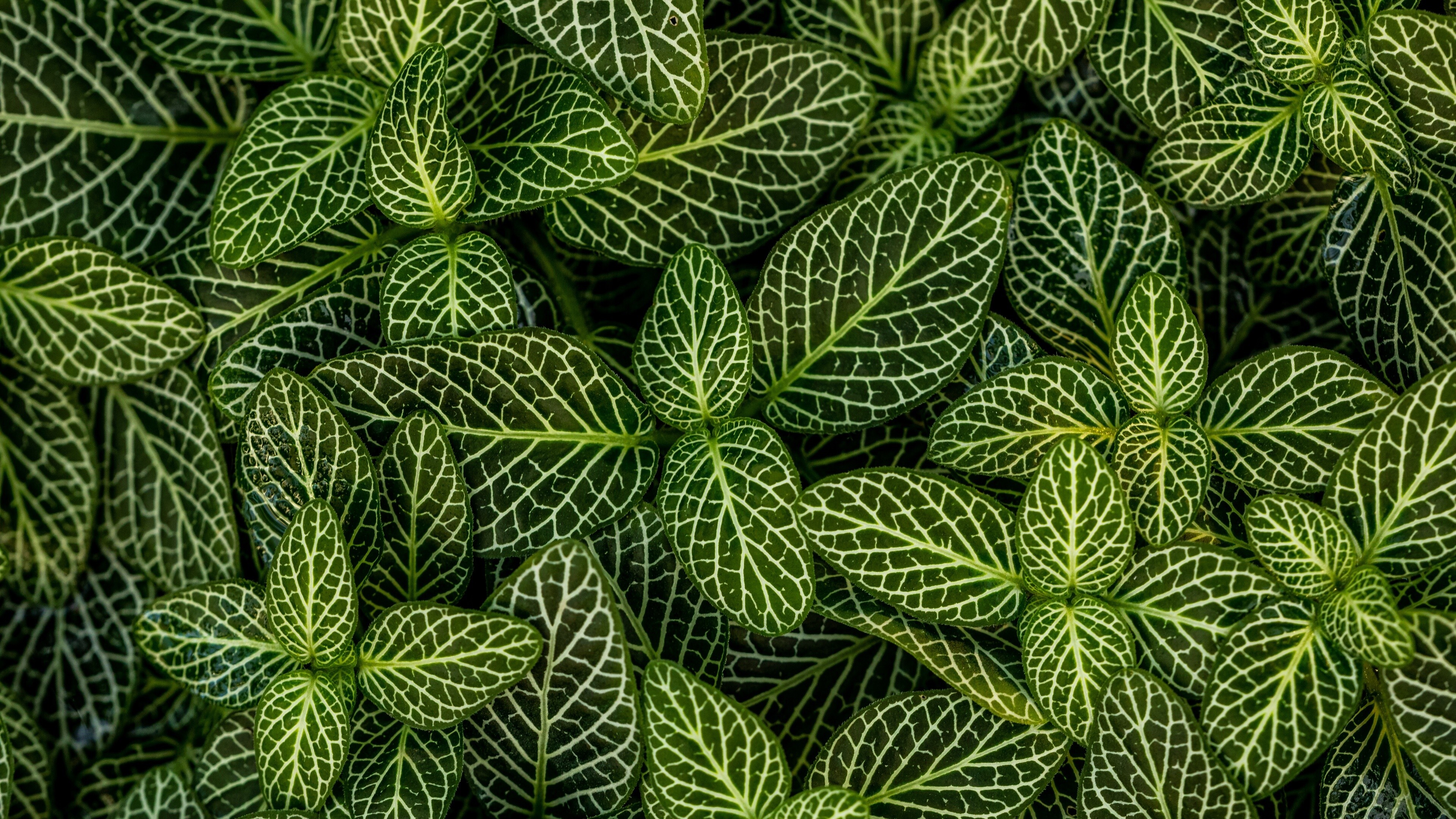 Fittonia, Leaf Wallpaper, 3840x2160 4K Desktop