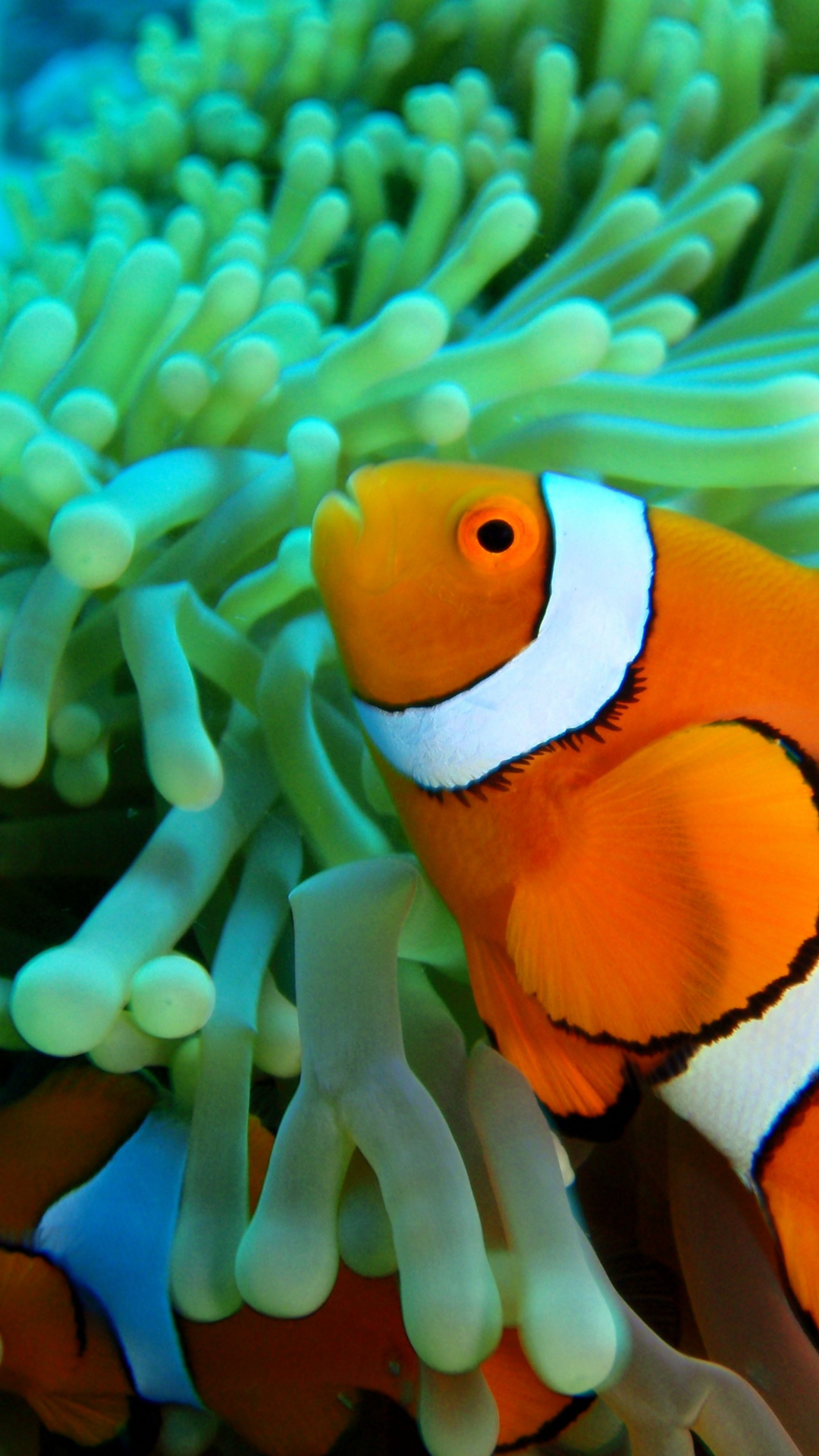 Clown Fish, HD desktop wallpapers, Live fish wallpapers, Windows wallpapers, 1080x1920 Full HD Phone