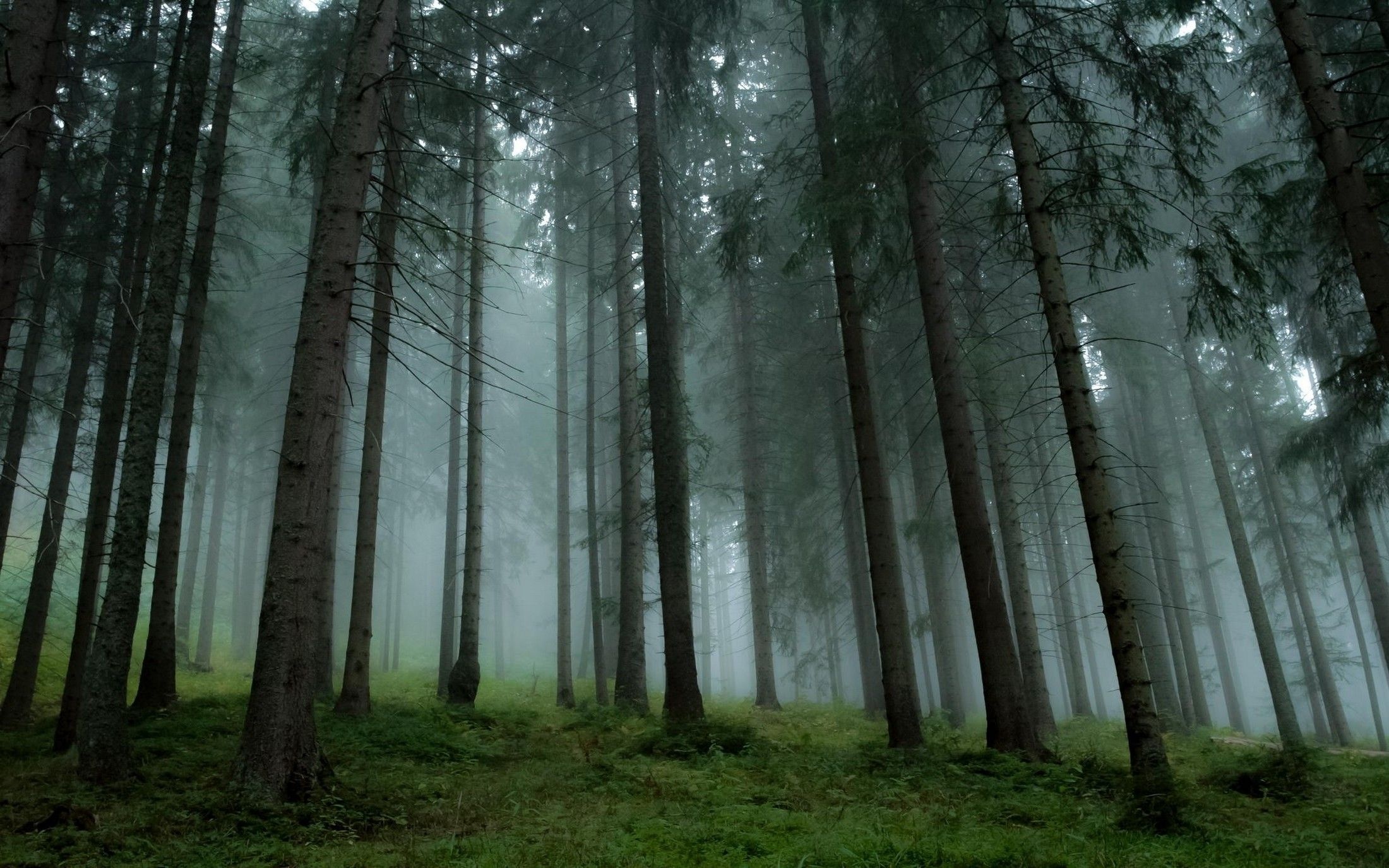 foggy pine forest, tall coniferous tree trunks, mossy green forest floor, HD Desktop wallpaper