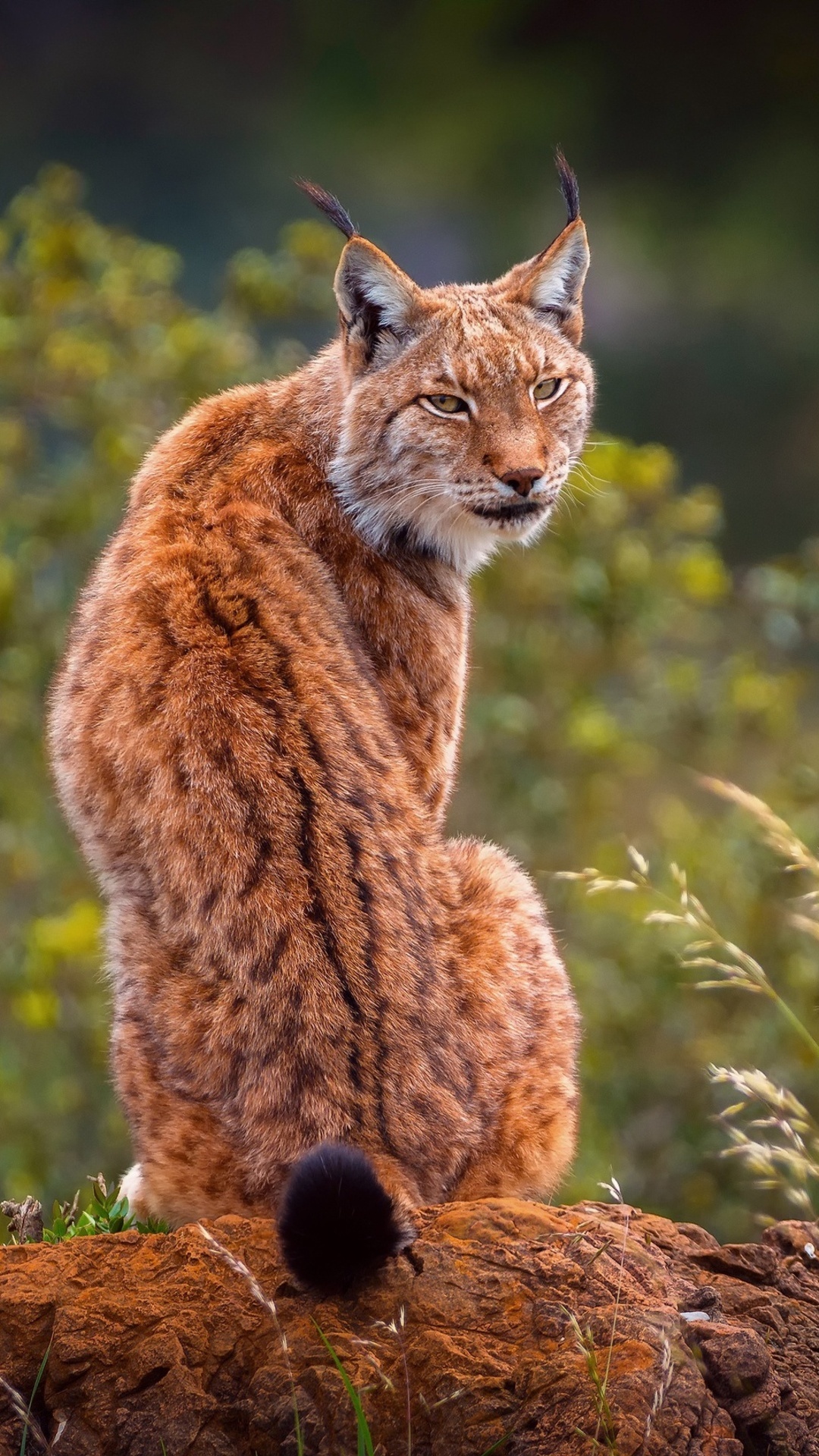 Predatory lynx, iPhone wallpaper, Astonishing HD, Striking imagery, 1080x1920 Full HD Phone