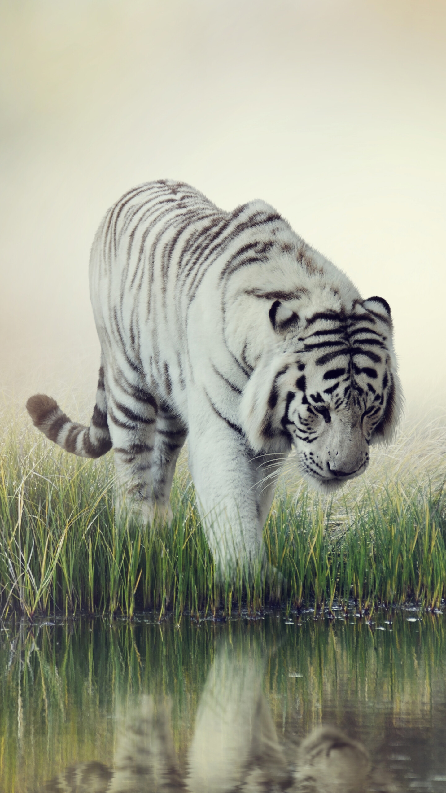 White tiger, Sublime beauty, Magnificent creature, Graceful presence, 1440x2560 HD Phone