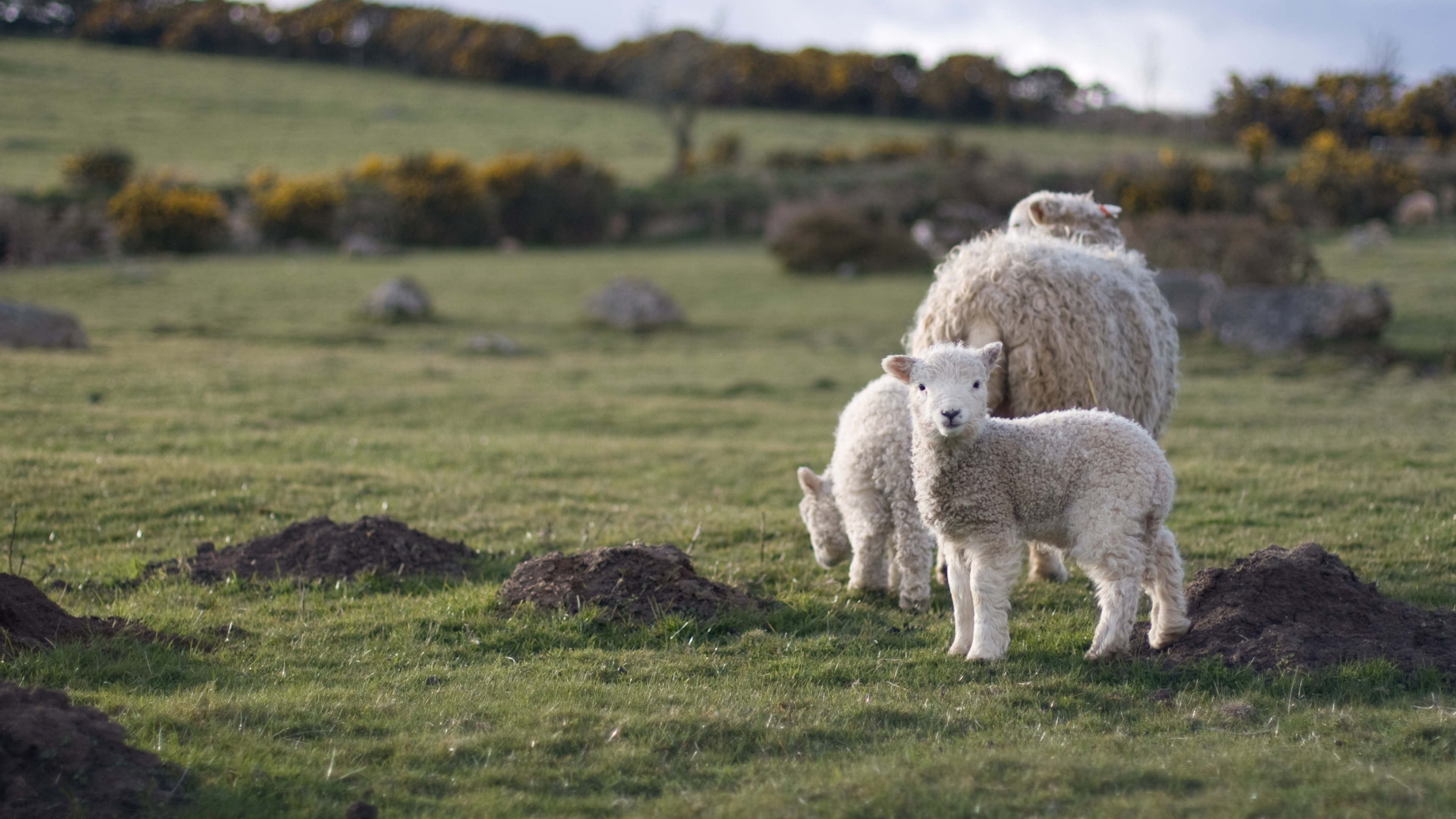 Lamb in ultra HD, Perfect for TV, Widescreen, Ultrawide desktops, Laptops, Tablets, and Smartphones, 3840x2160 4K Desktop