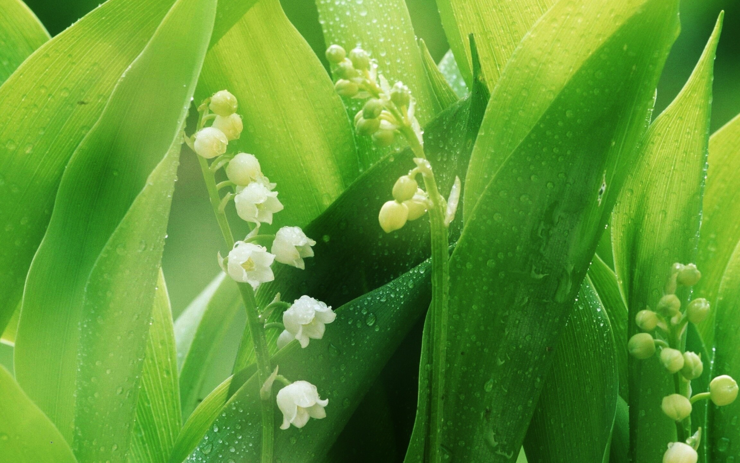 Morning dew, Lilies of the Valley Wallpaper, 2560x1600 HD Desktop