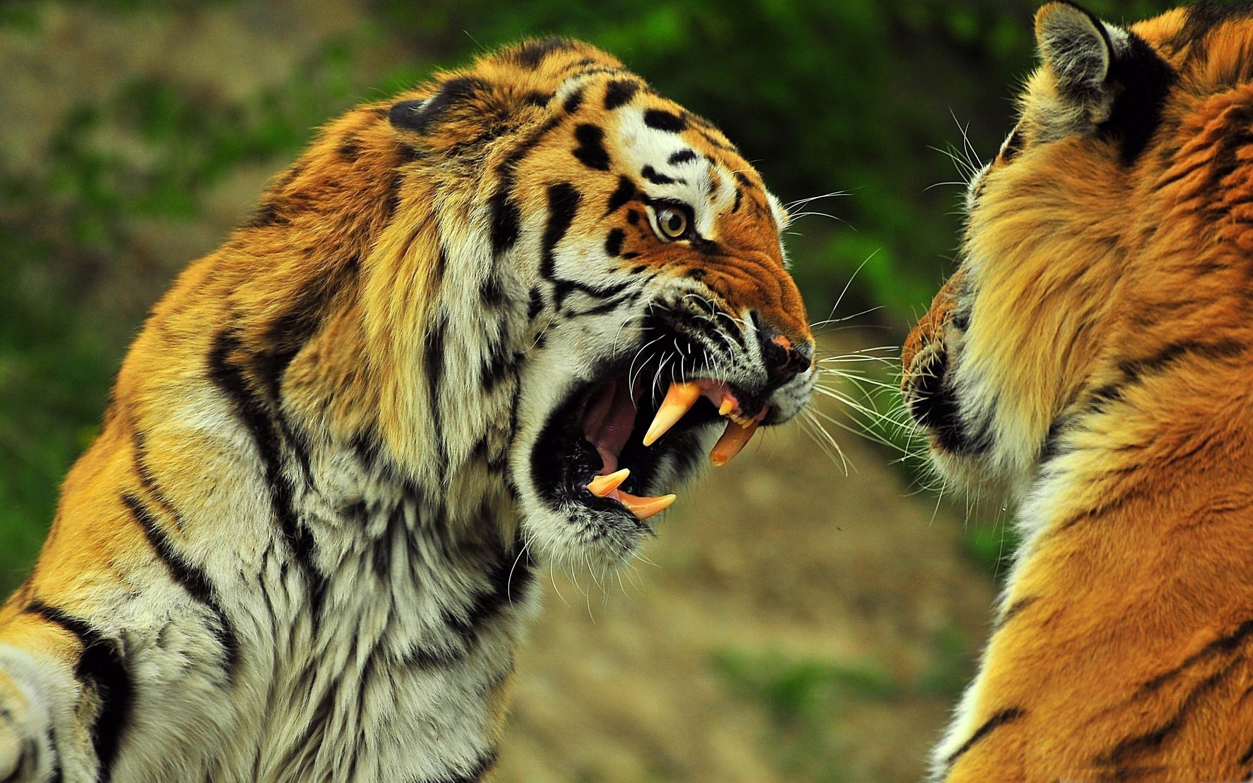 Amur tiger, Wild Animals Wallpaper, 2560x1600 HD Desktop