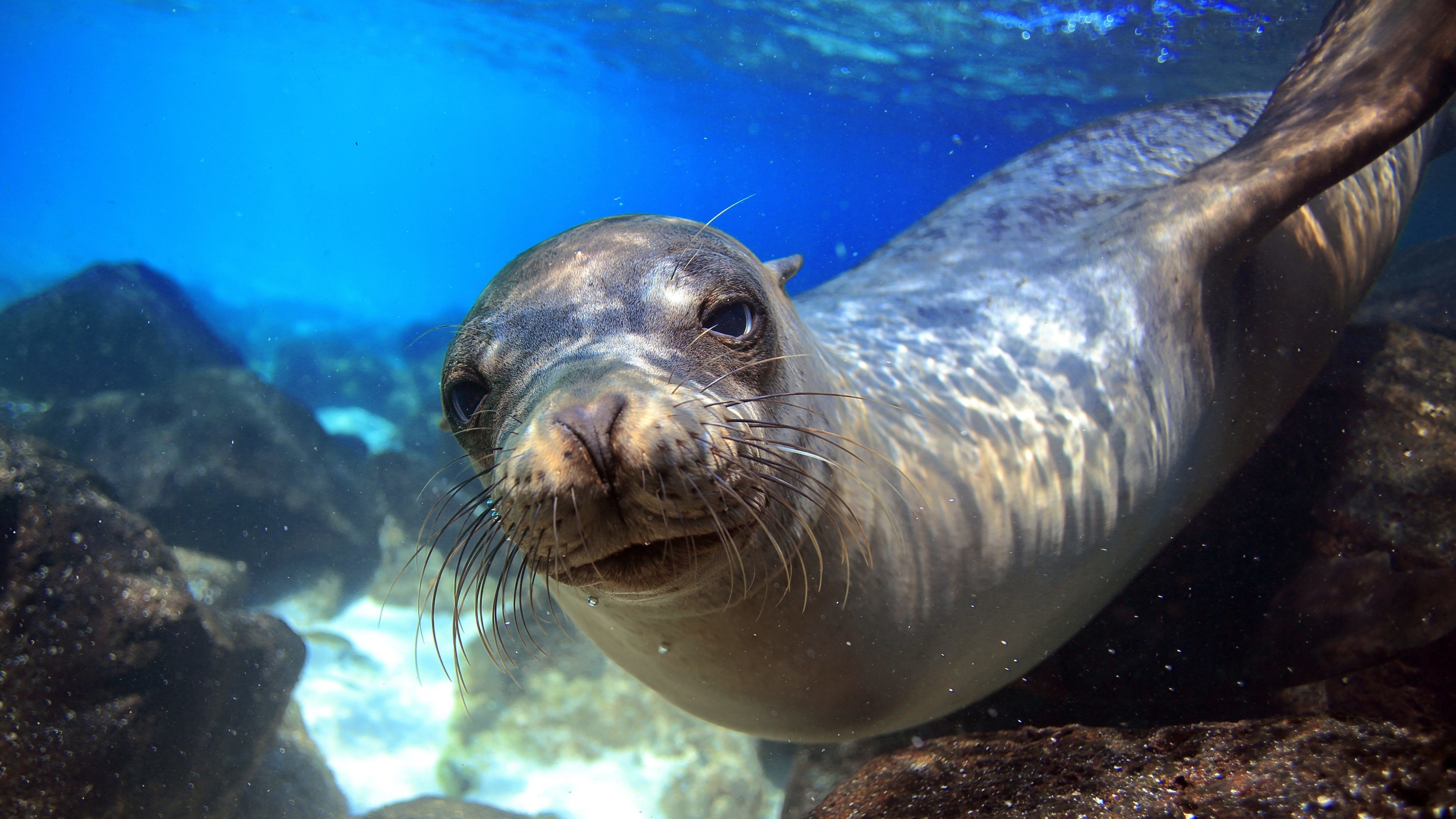 Sea lion Galapagos, Underwater close-up, Diving tourism, Blue animal, 3840x2160 4K Desktop