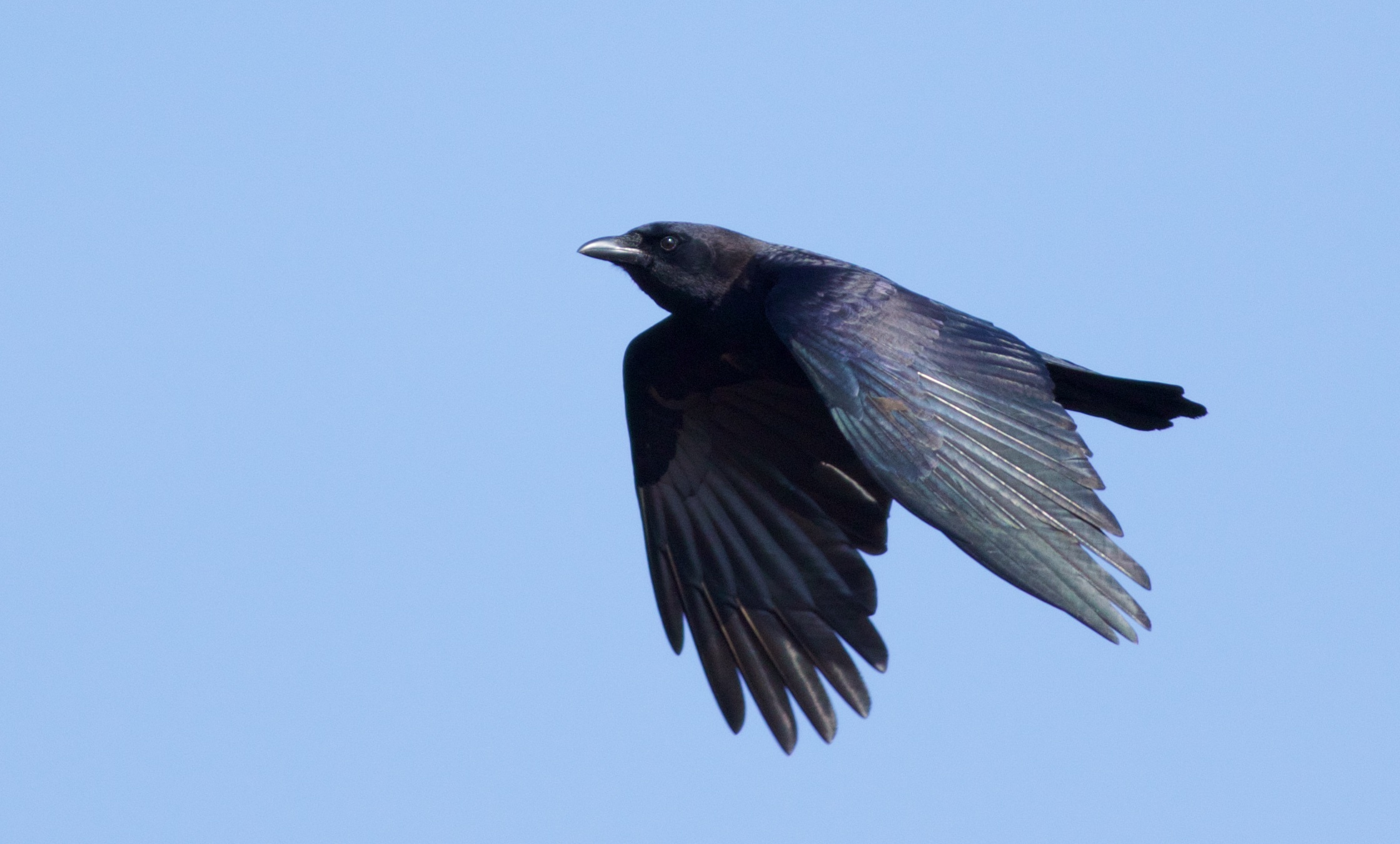 Corvus brachyrhynchos, Crows Wallpaper, 2240x1360 HD Desktop