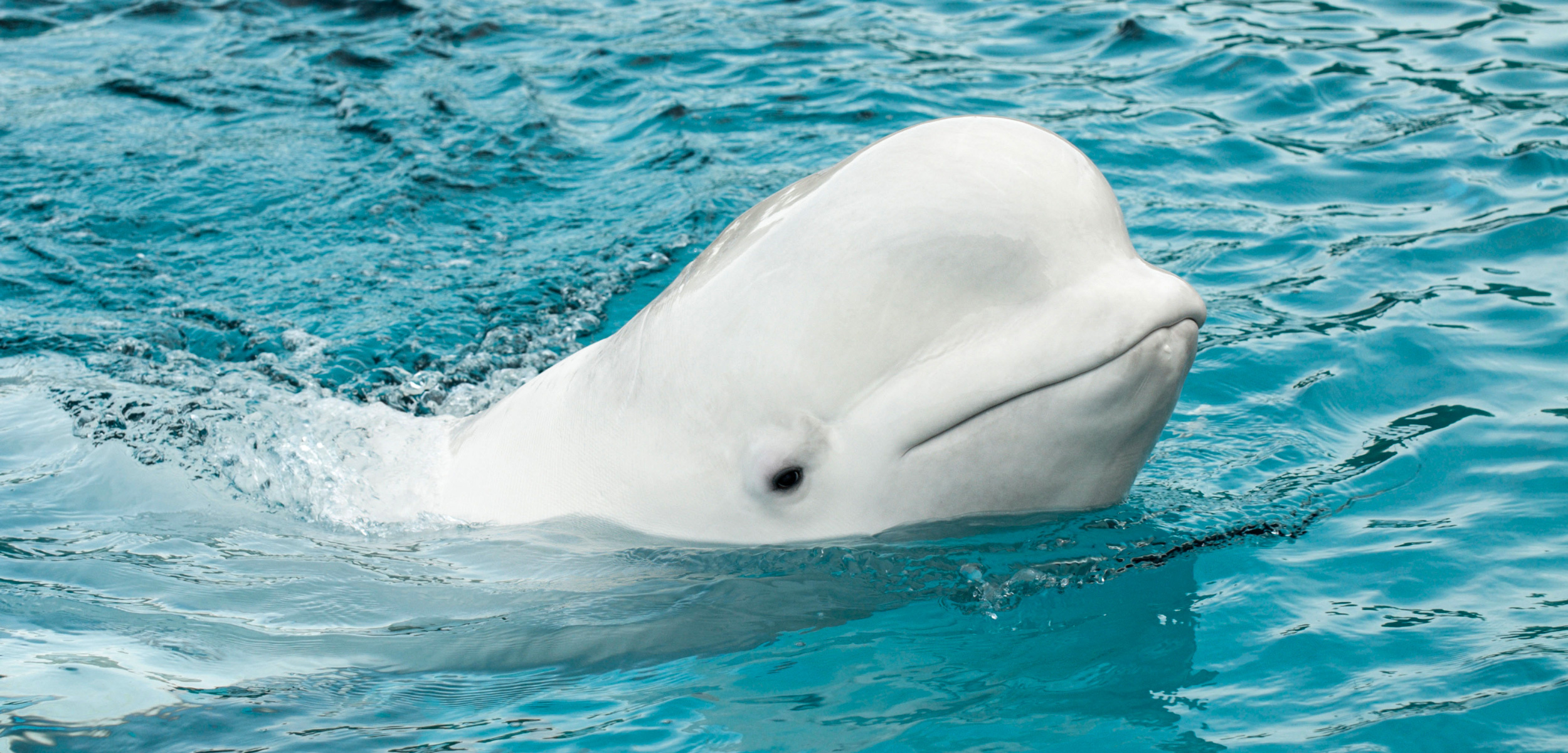 Beluga Whale, Conservation of whale habitats, Whale sanctuary exploration, Protecting marine wildlife, 2500x1210 Dual Screen Desktop