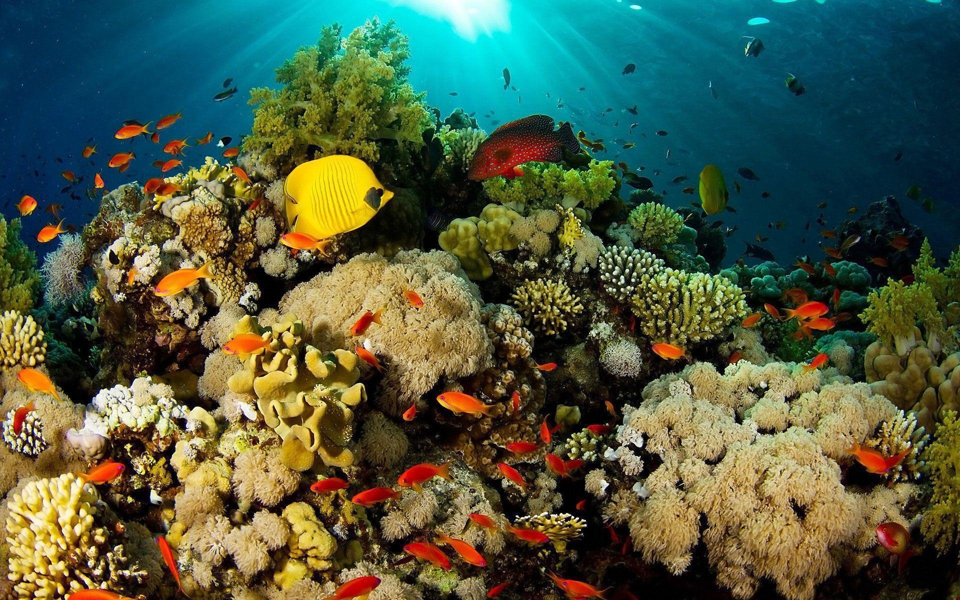 Coral wallpapers, Beautiful backgrounds, Oceanic treasures, Underwater paradise, 1920x1200 HD Desktop
