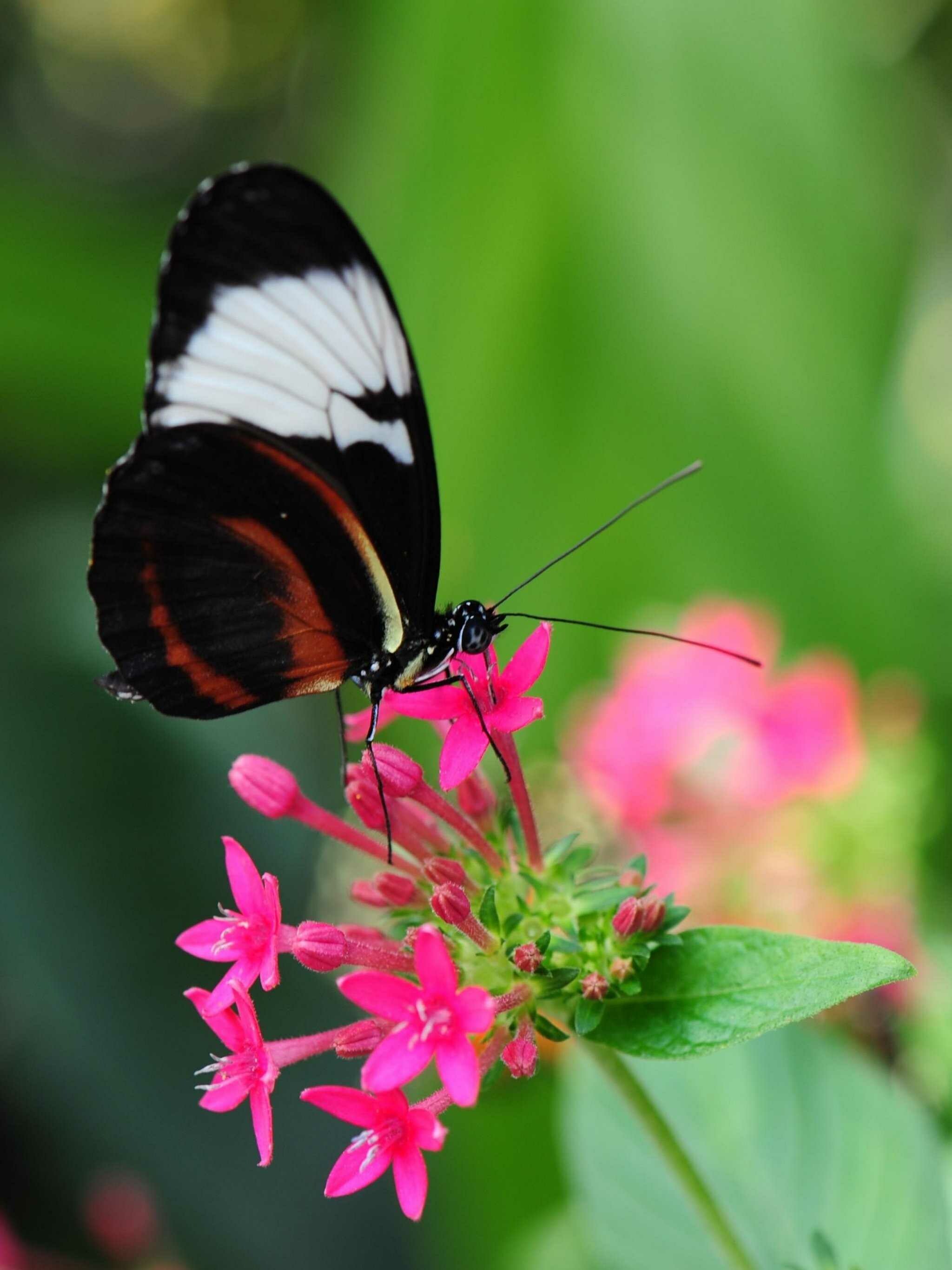 Sapho longwing, Butterflies Wallpaper, 2050x2740 HD Phone