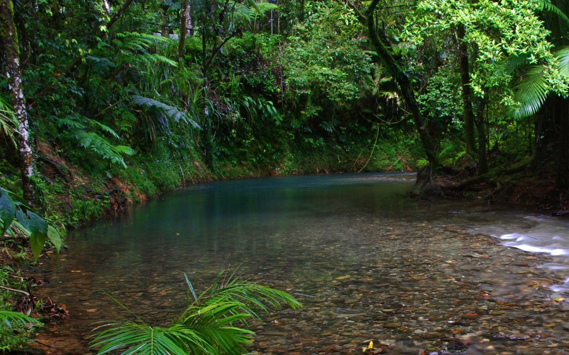 Rainforest wonders, Mesmerizing landscapes, Nature's majesty, Serene beauty, 1920x1200 HD Desktop