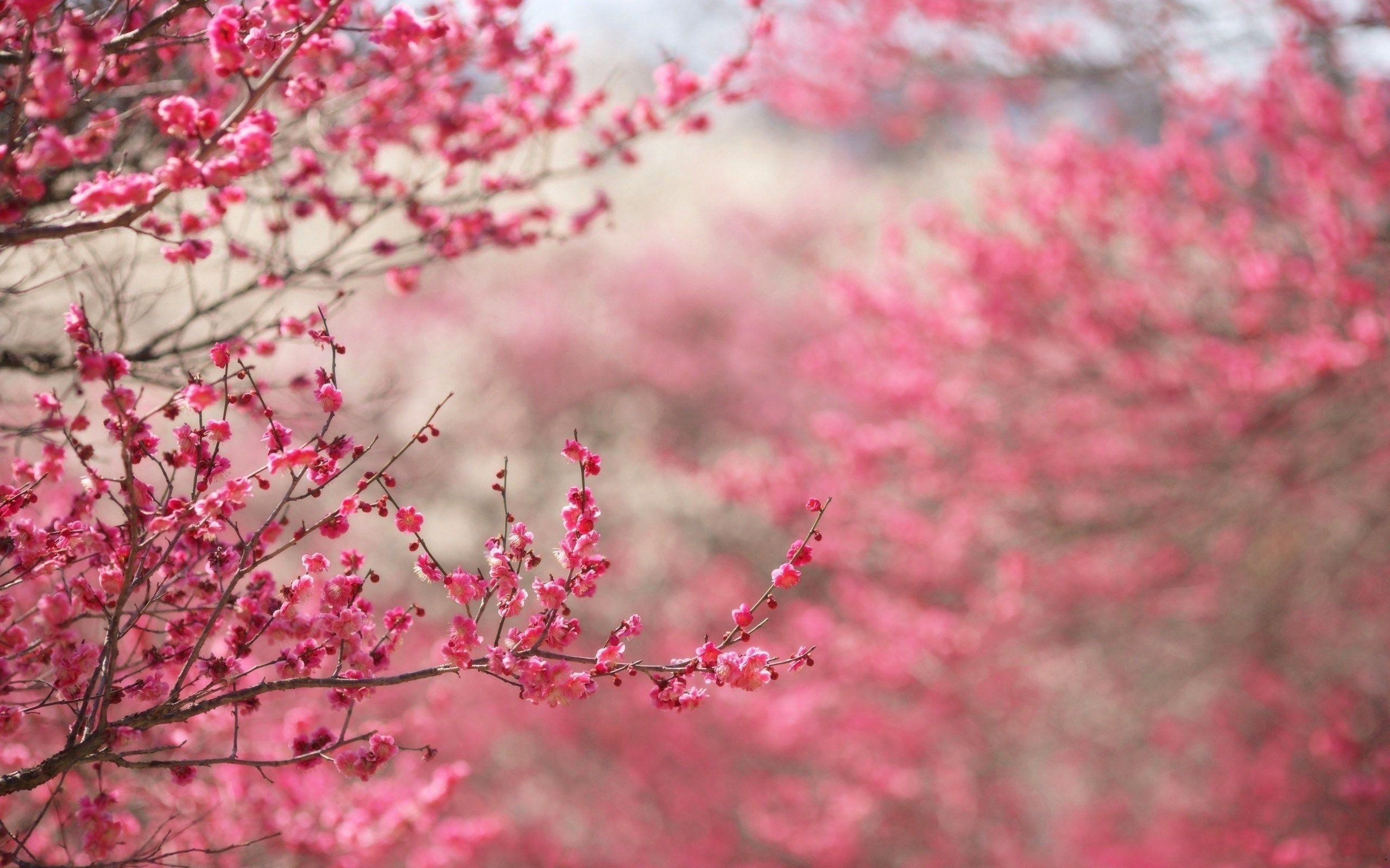 Pink plum blossoms, Flowering tree branches, Soft pink bokeh background, HD Desktop wallpaper