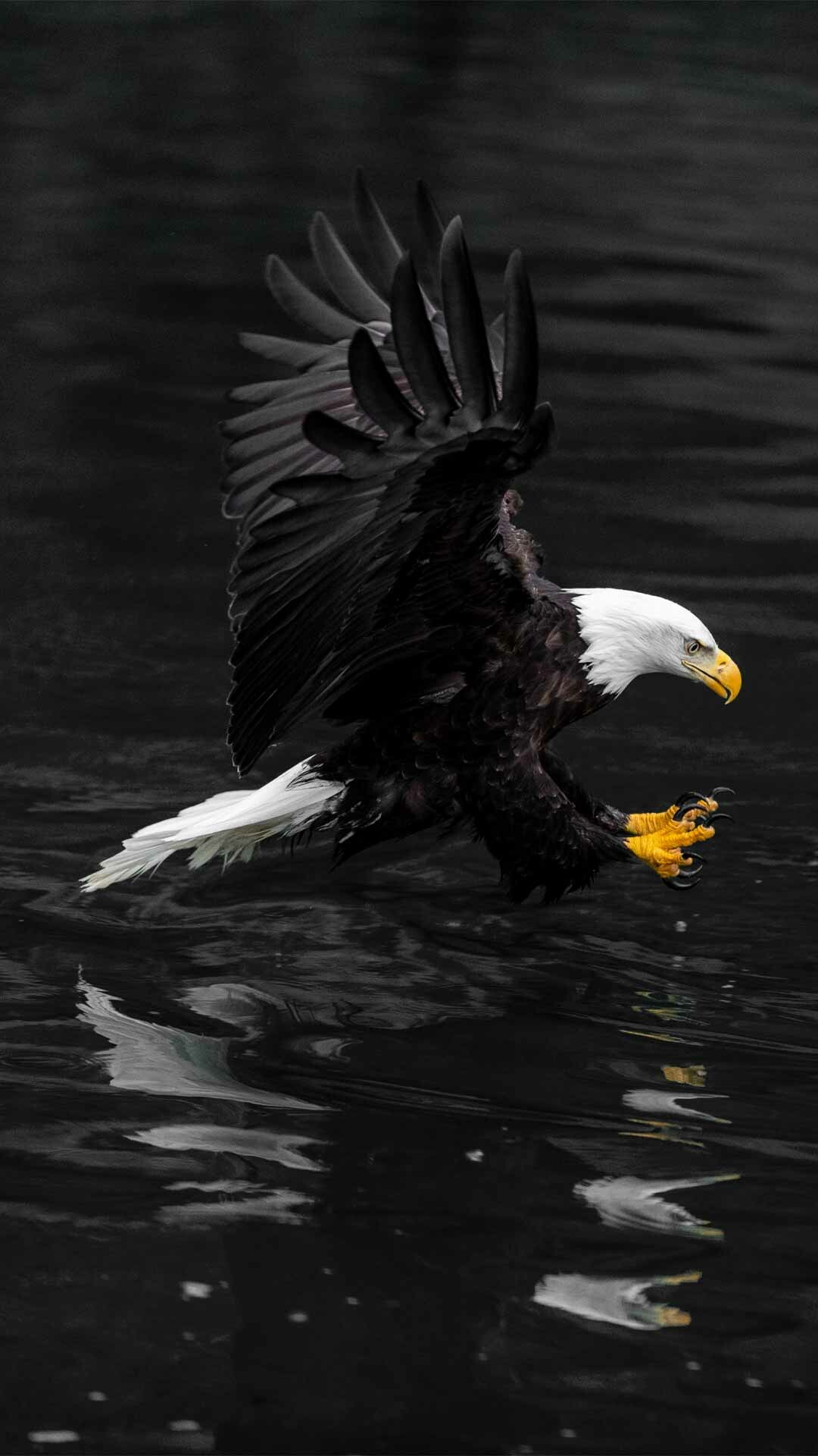 Free download, Black eagle beauty, Striking plumage, Captivating wallpaper, 1080x1920 Full HD Phone