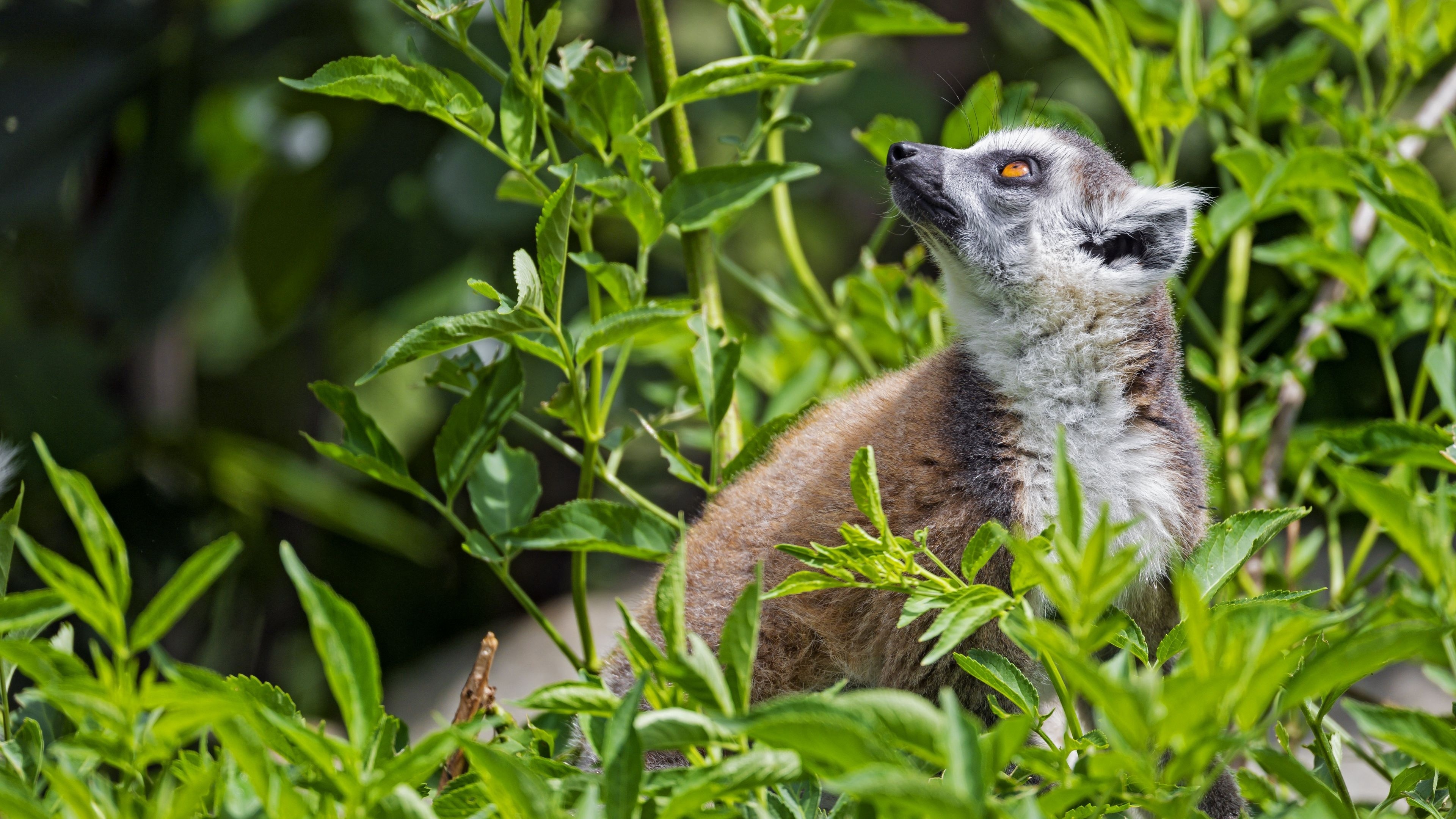 Green plants wallpaper, Lemur interaction, Lush foliage, Harmonious blend, 3840x2160 4K Desktop