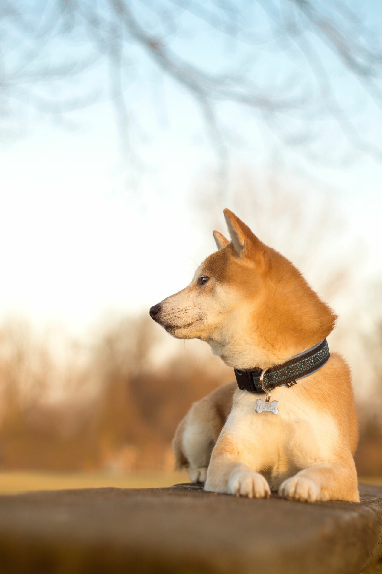 Shiba Inu, Japanese dog breed, Playful puppy, Notable Japanese dogs, 1280x1920 HD Phone