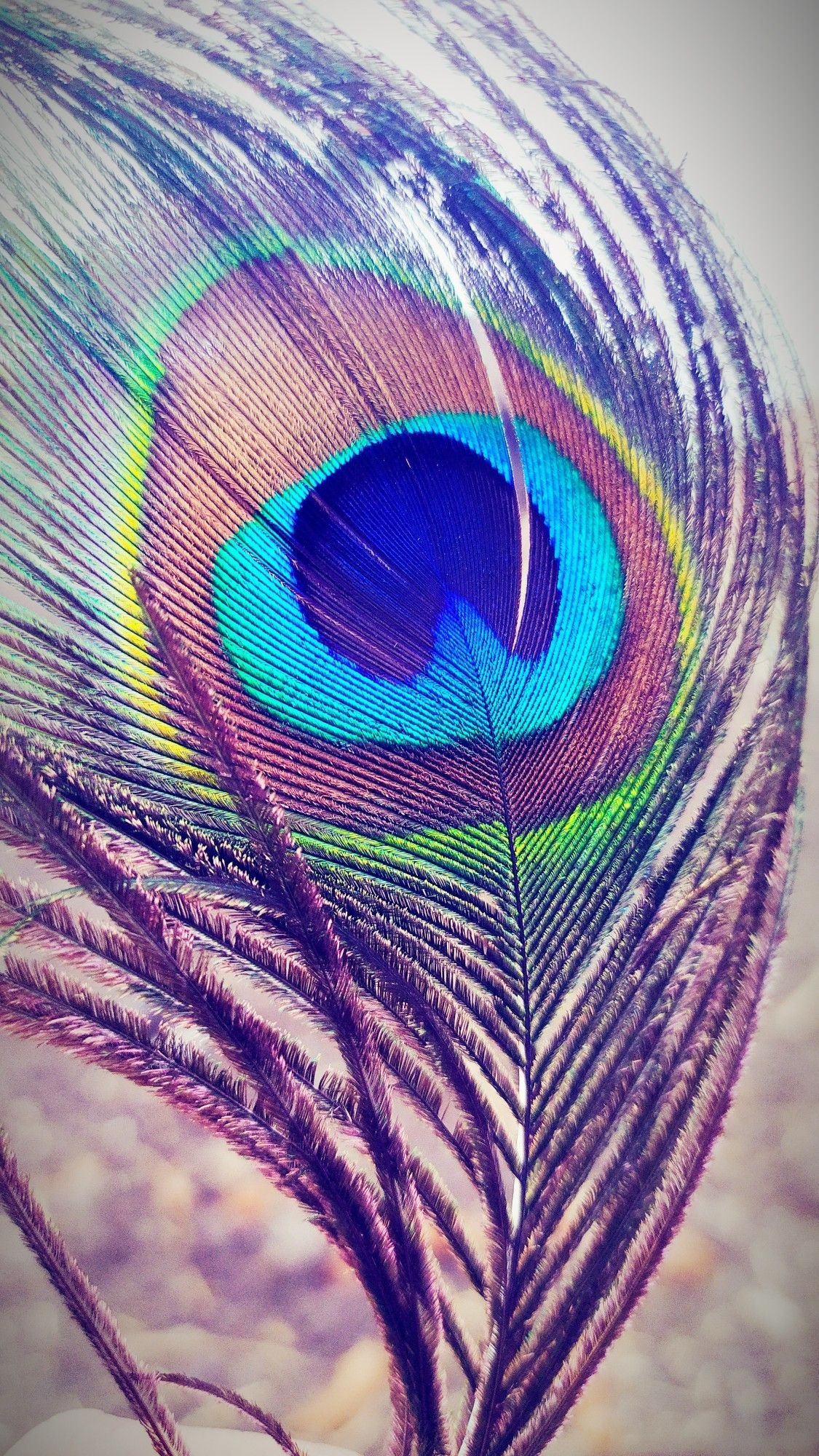 Peacock feather eyespot, Iridescent feather barbs, Purple plumaged vane, HD Phone wallpaper