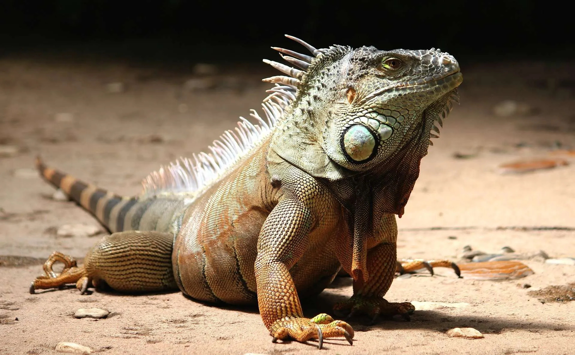 Iguana, Der grne leguan, Ballena Tales magazine, Travel guide, 1920x1190 HD Desktop