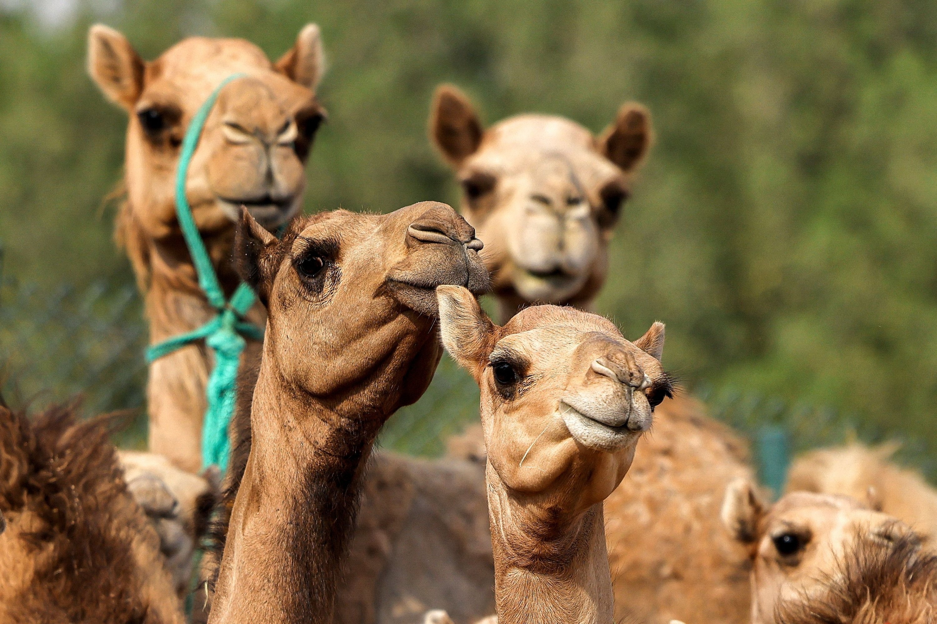 Camel cloning, High demand, 3000x2000 HD Desktop