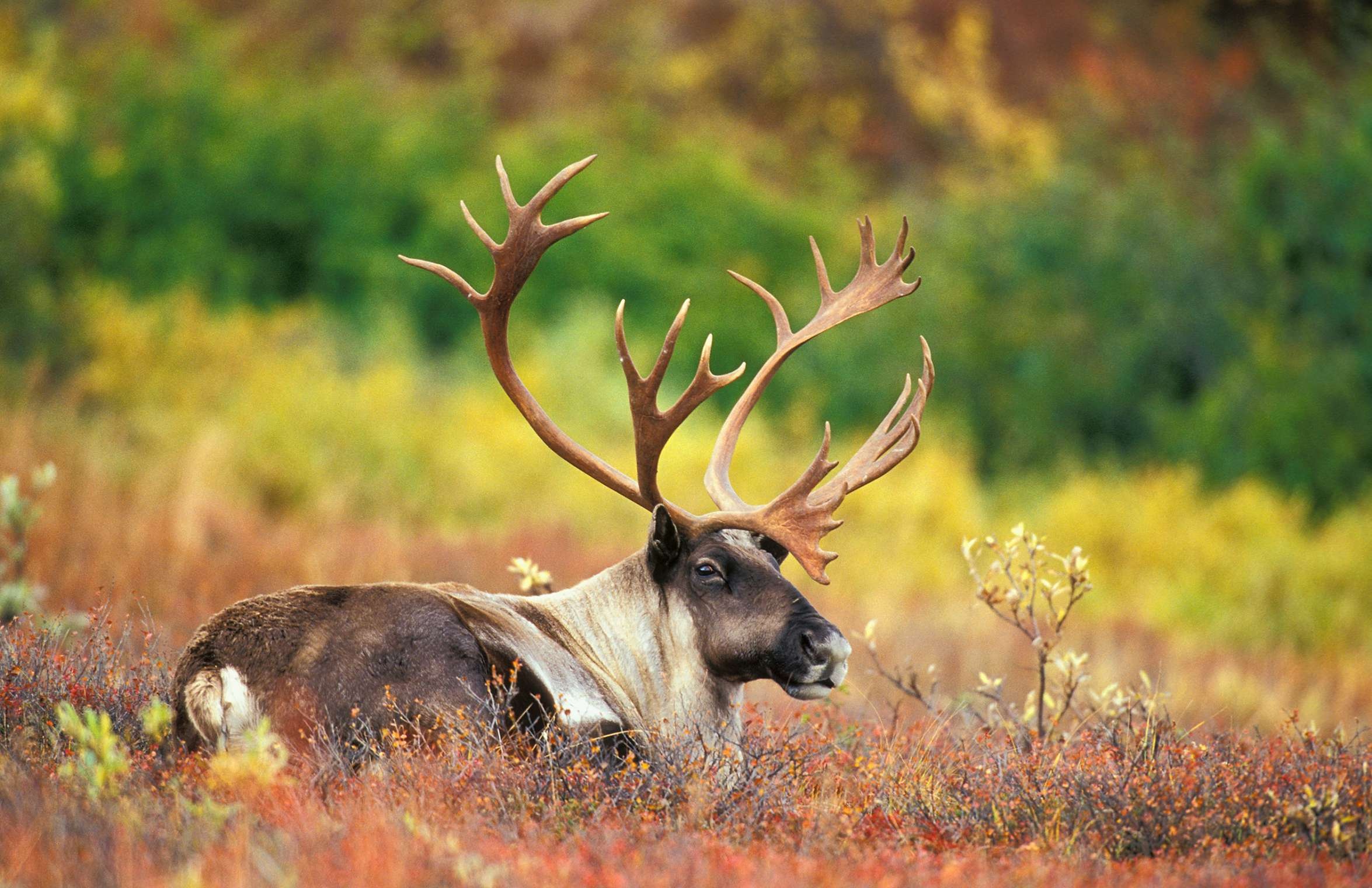 Ontario, Caribou Wallpaper, 2350x1520 HD Desktop